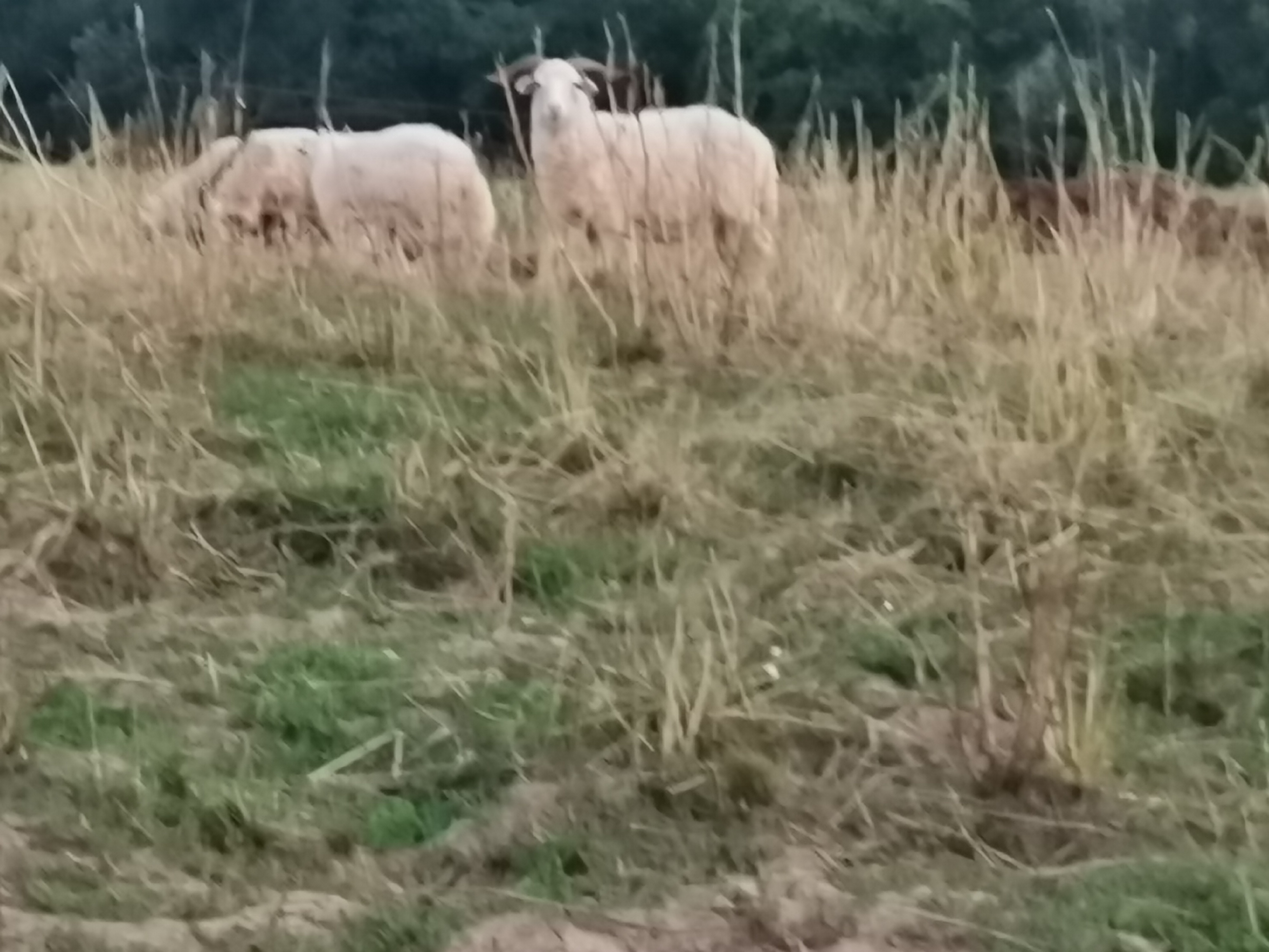 Farma Kozí Hrádek foto 2