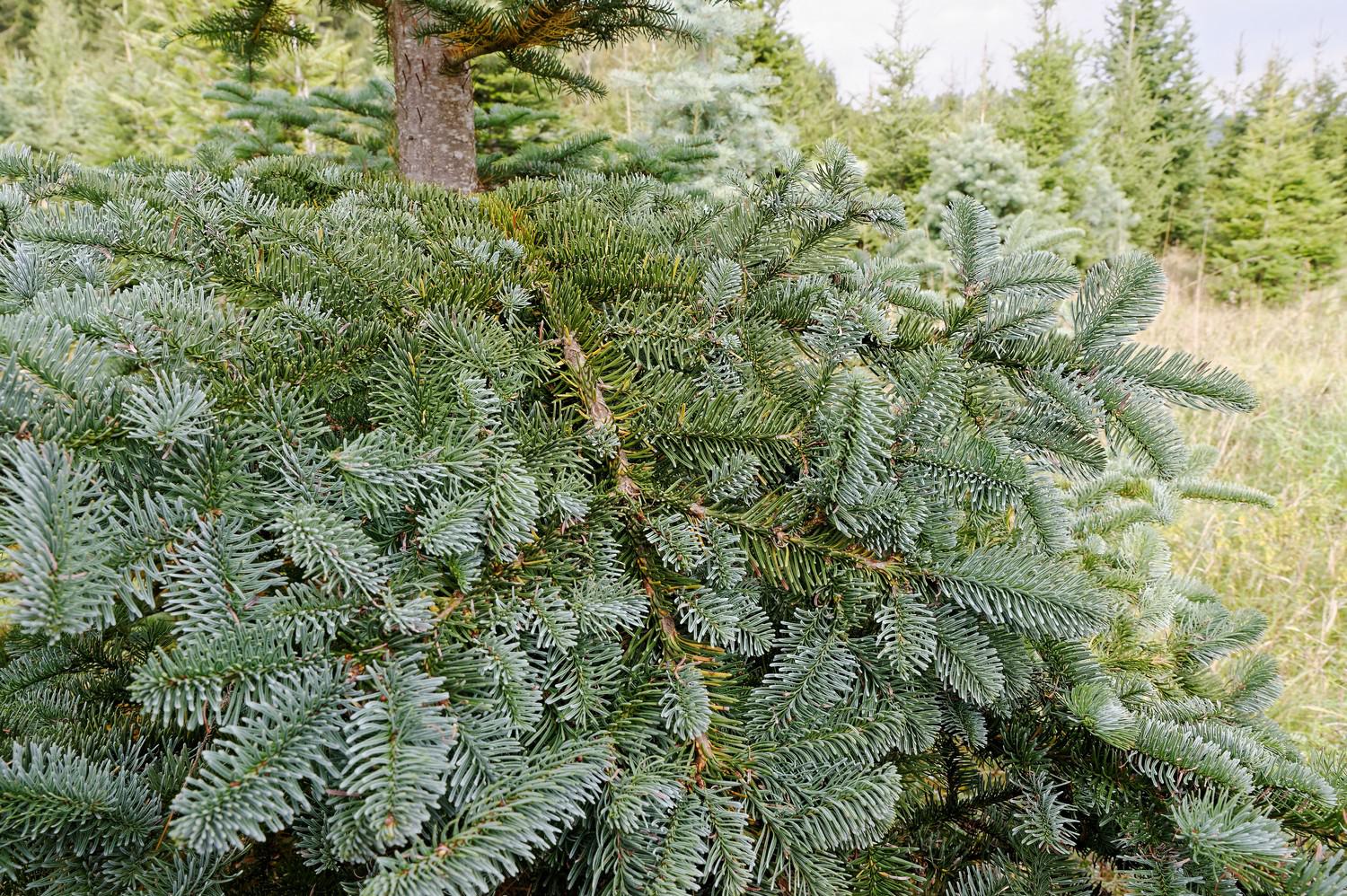 Ozdobný klest a Vánoční stromky - Vladimír Trojan