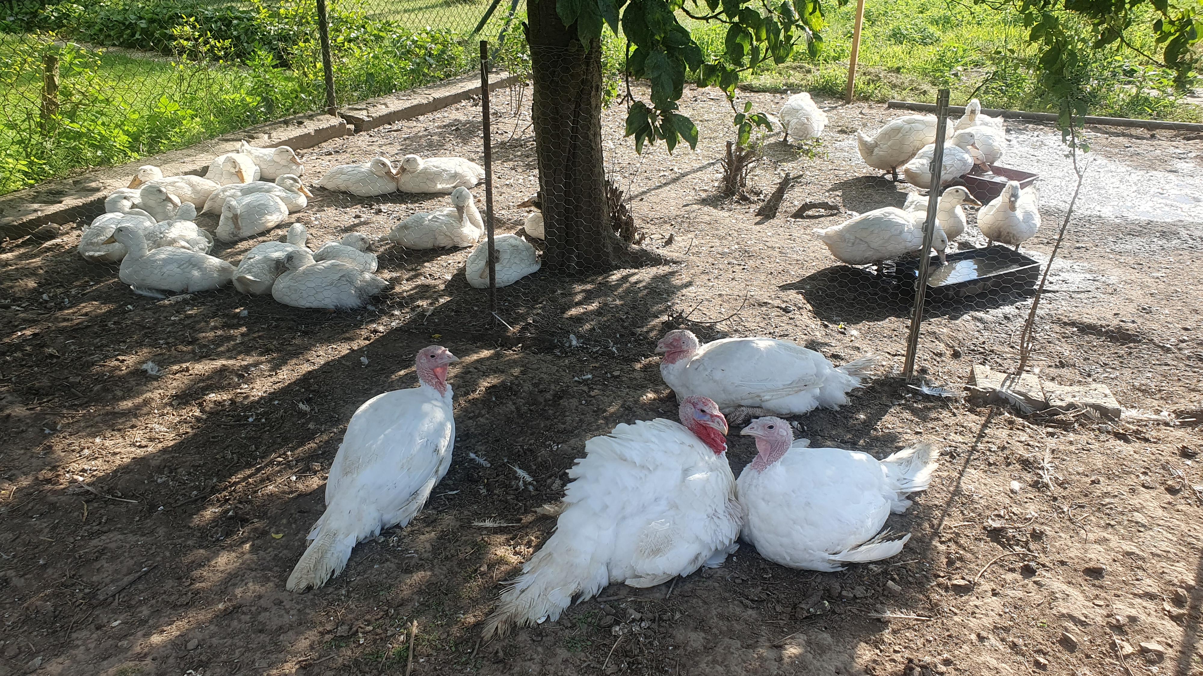 Farma Dorážka foto 2