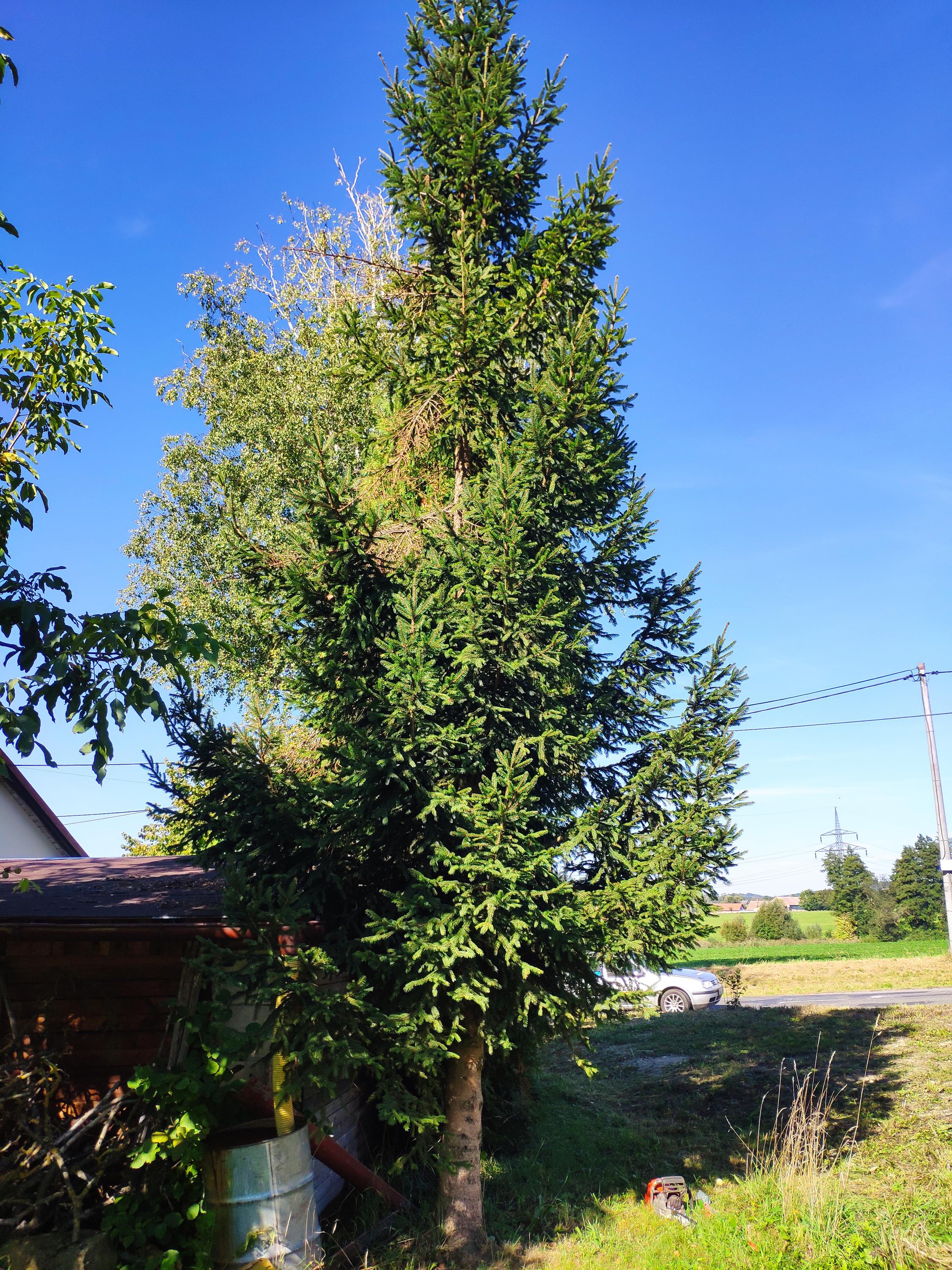 Kácení-Dušek foto 3