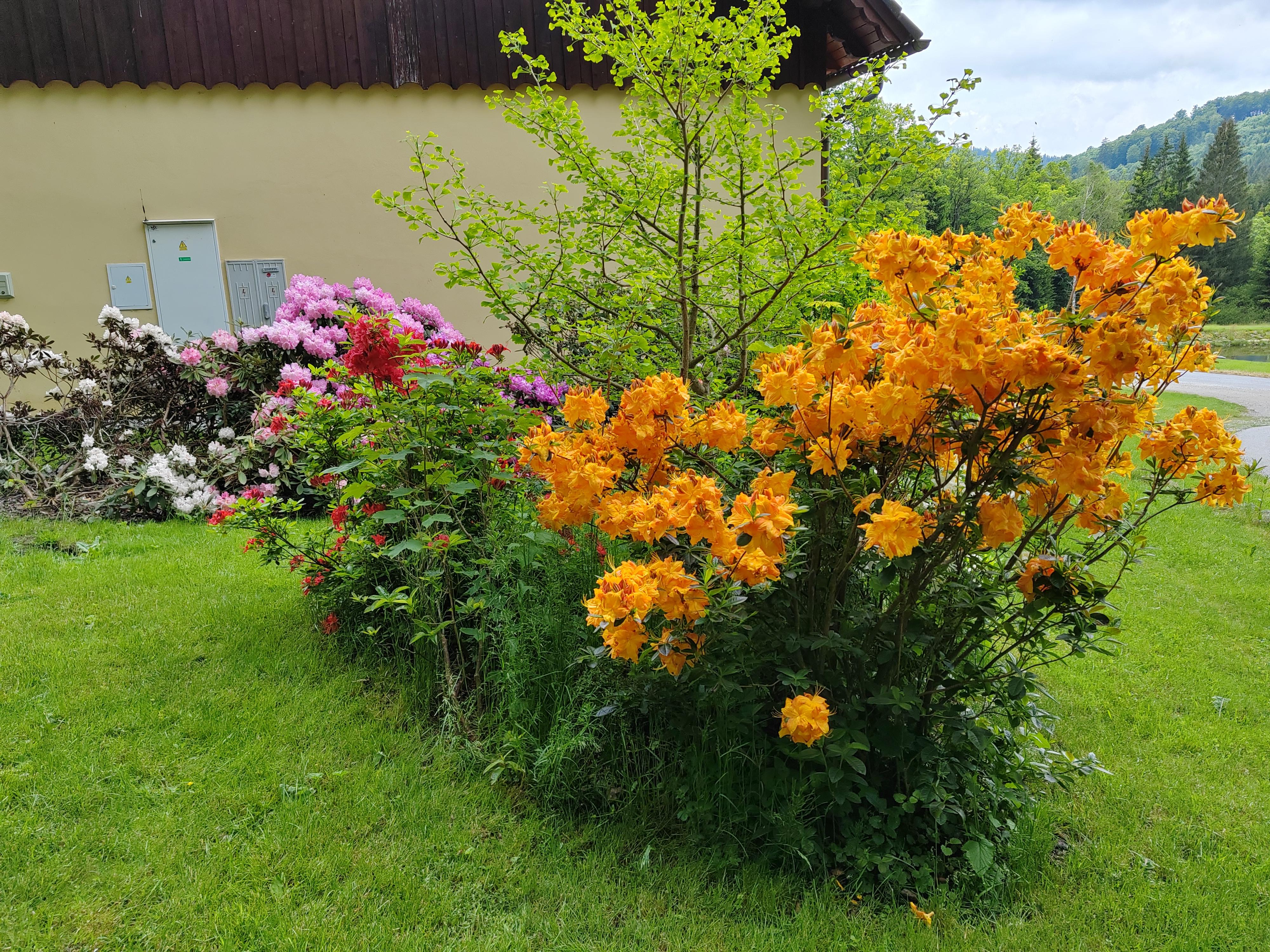 Žofínská hájenka foto 5