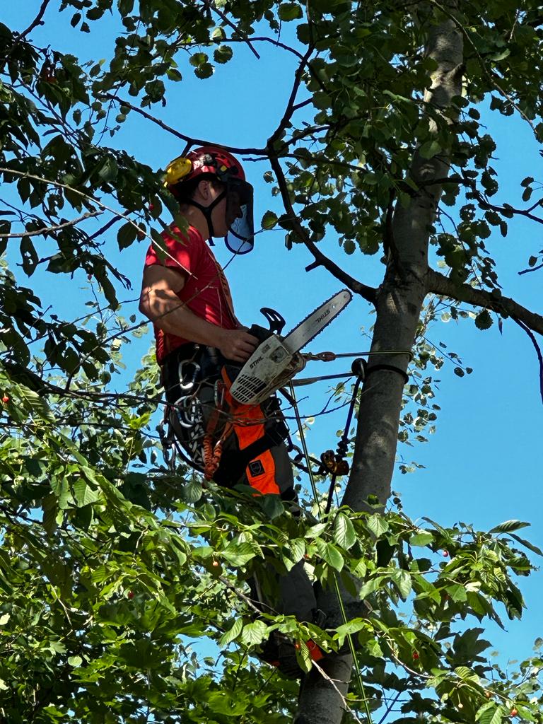 Kácení stromů - preriznuvse foto 2