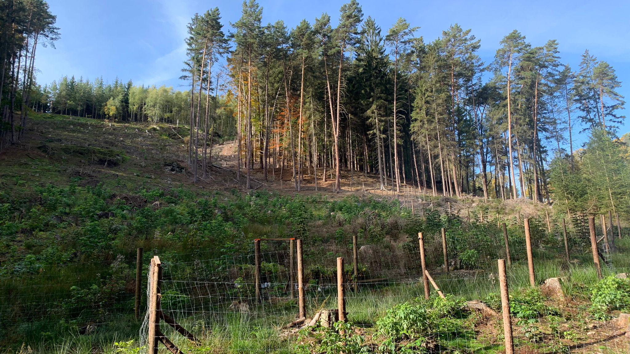 Synátoři - zeleň a zahrady foto 2