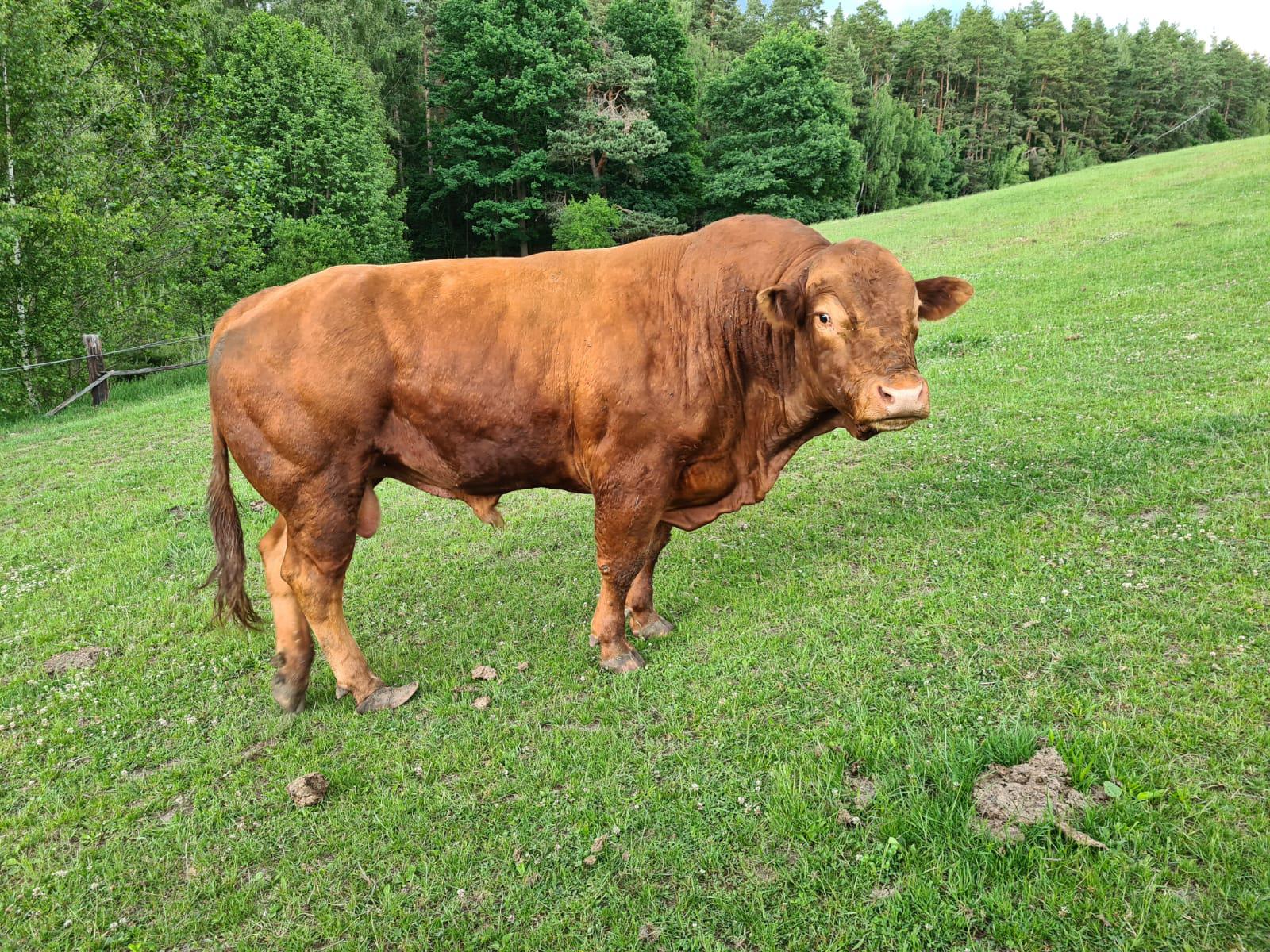 FARMA POKLUDA, s.r.o. foto 5