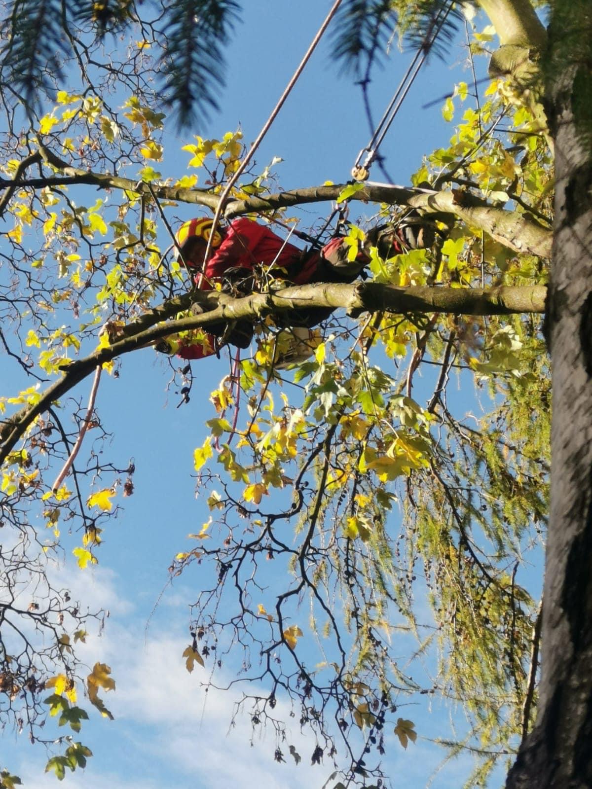 Zdravotní řez stromu