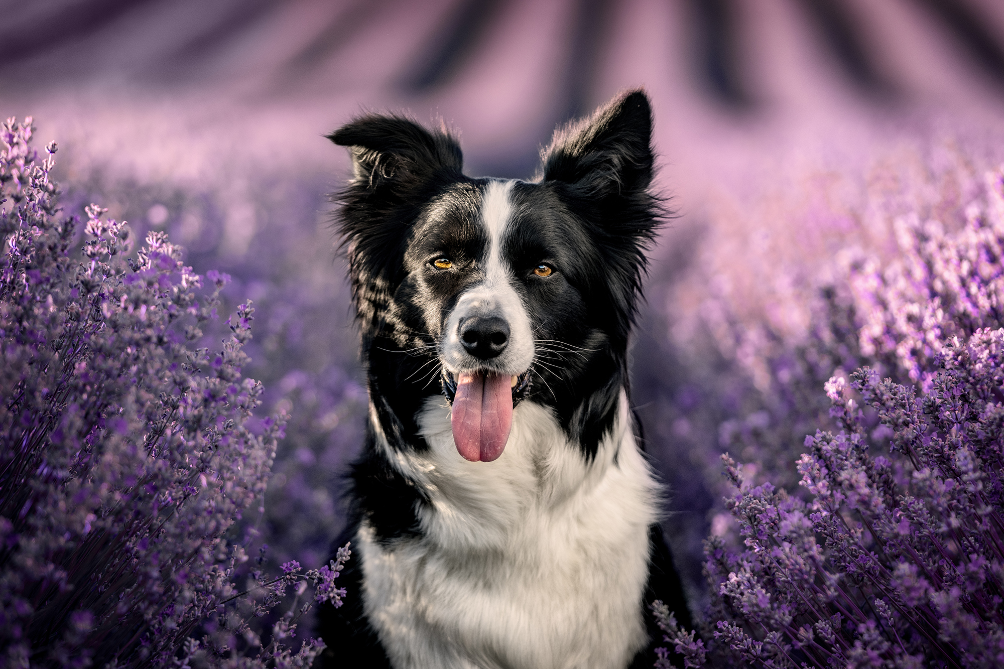 Fotografování psů v exteriéru foto 3