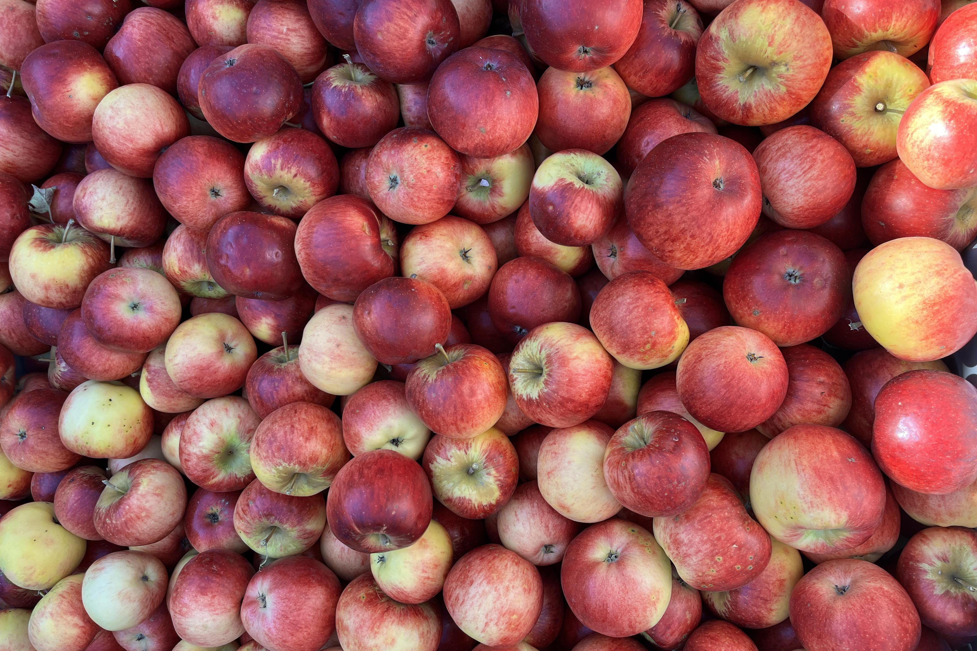 Ovocnářství Steinocher