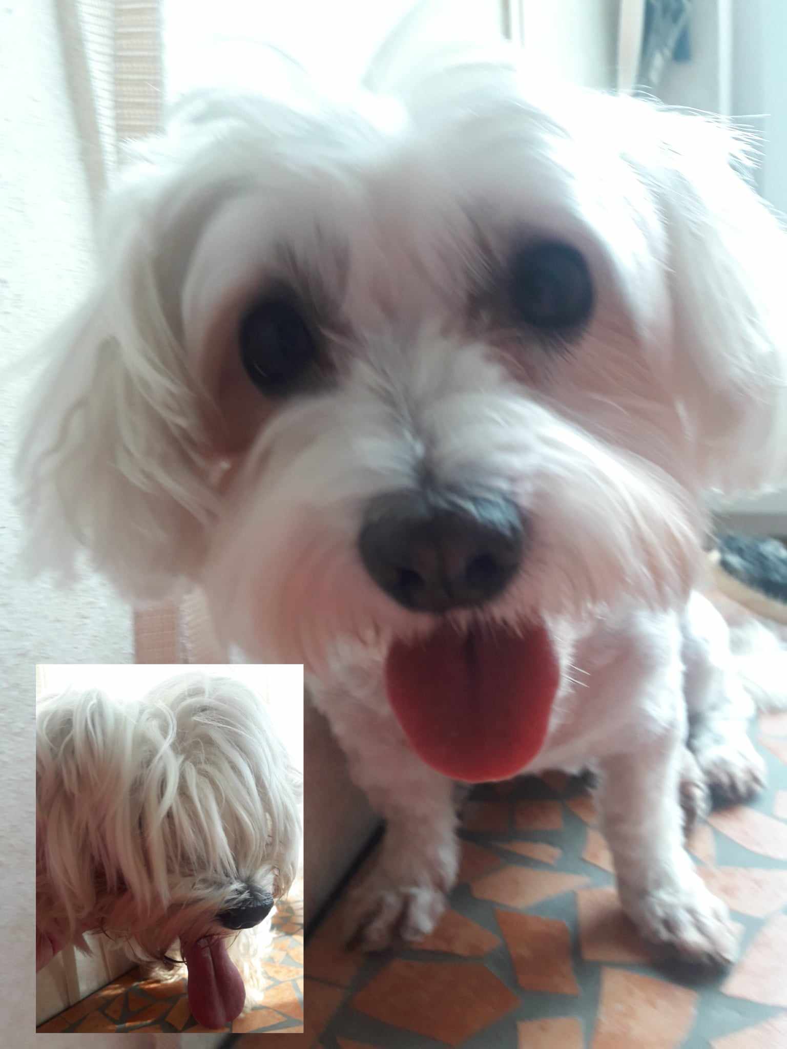 Stříhání psů  "Jedním tahem" foto 3