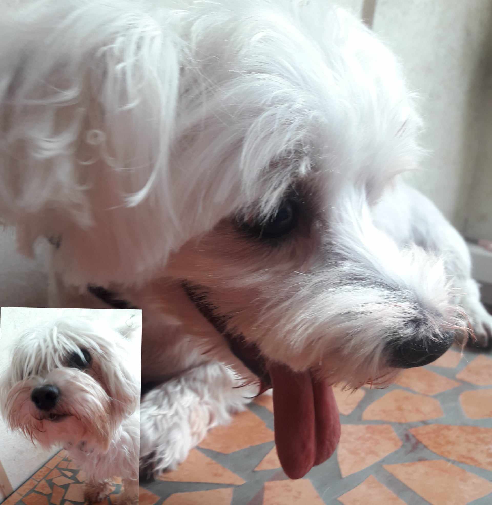 Stříhání psů "Jedním tahem" foto 4