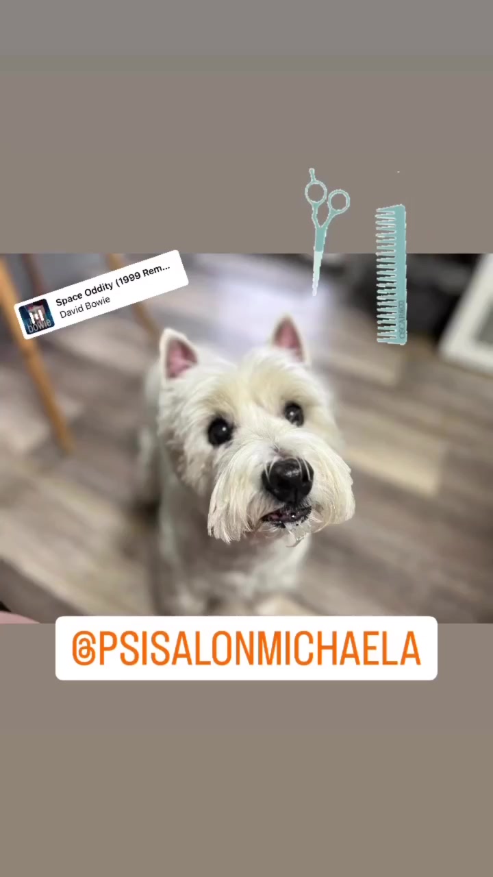 Psí salon Michaela foto 2 (náhled videa)