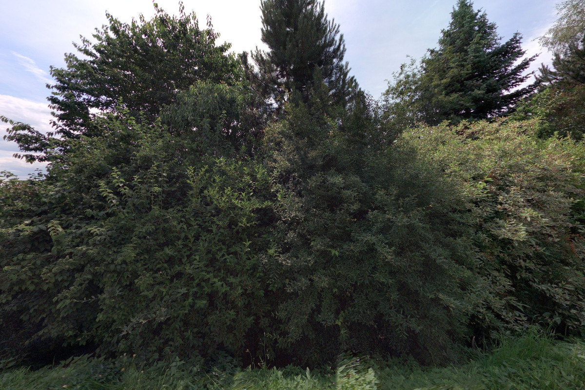 Český svaz včelařů, o.s., základní organizace Vlachovo Březí