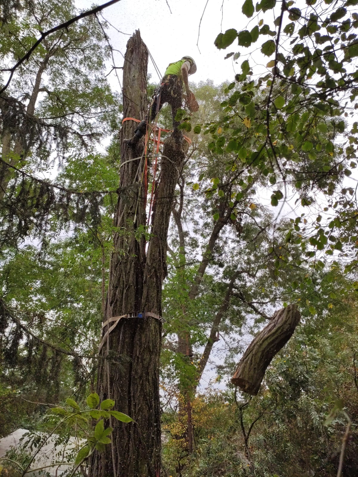 Tree Works - rizikové kácení a prořez stromů foto 6