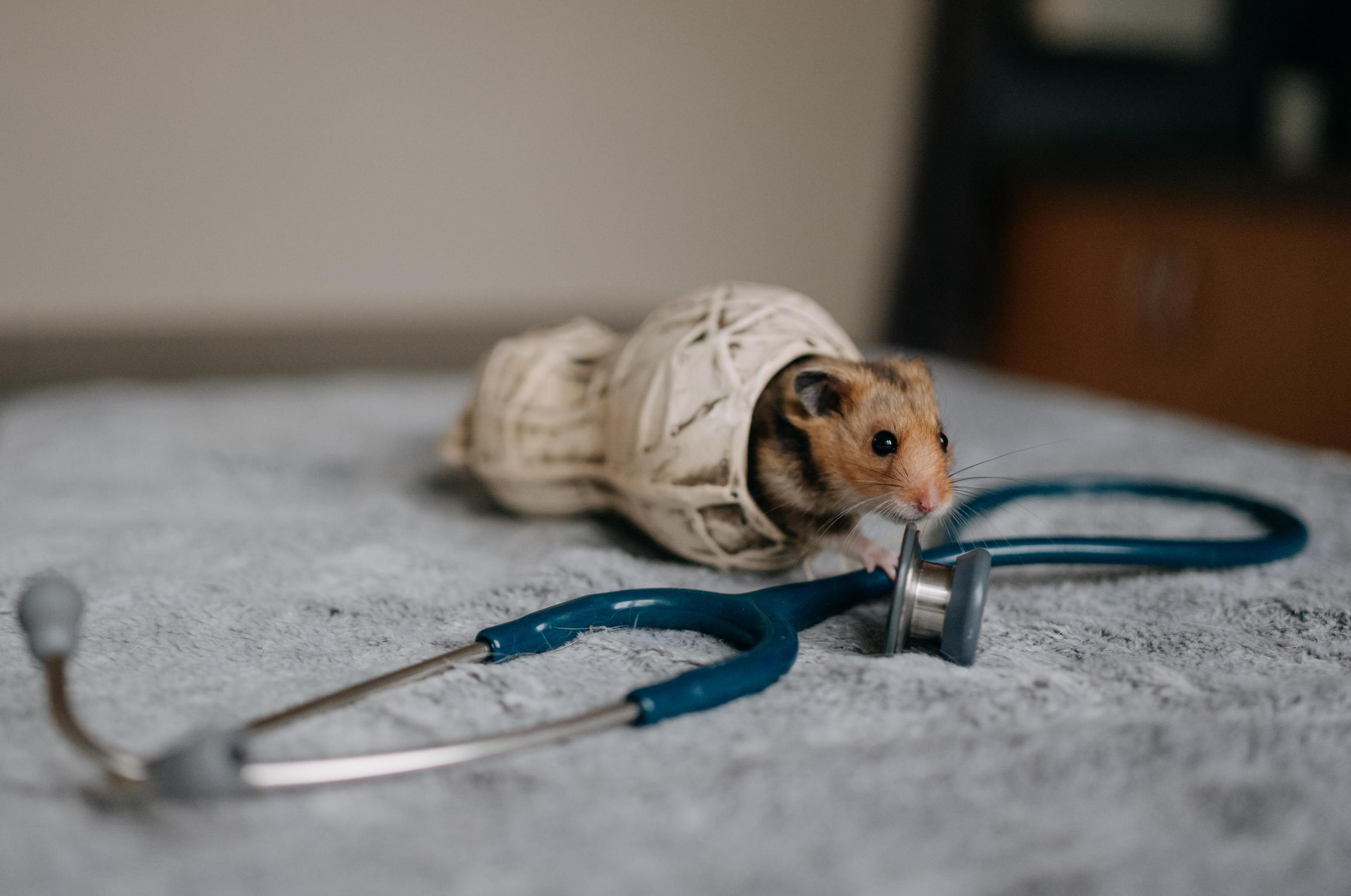 Veterinární ordinace ExoCare, MVDr. Kristýna Pouzar Pokrupová