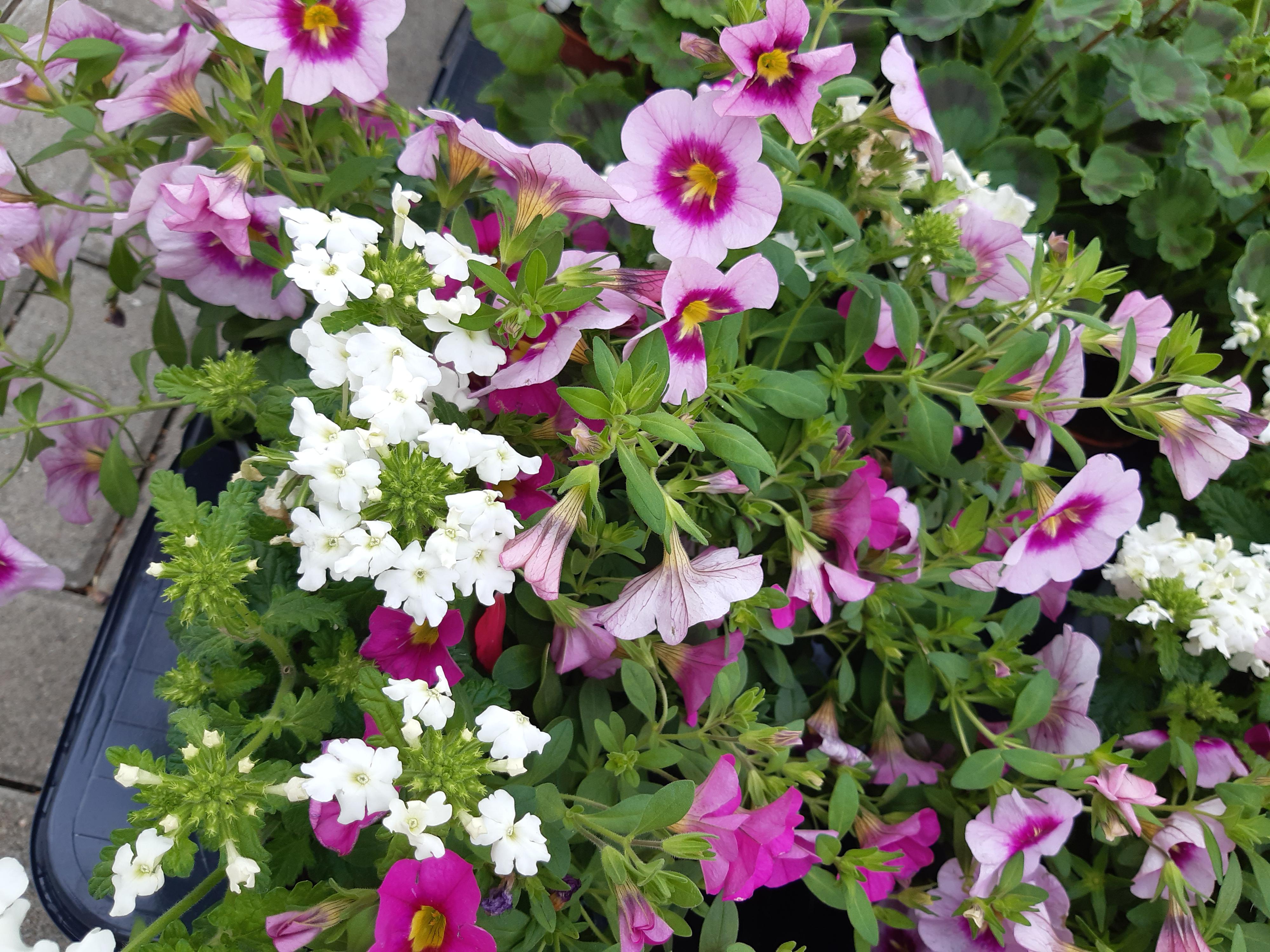 Natura centrum Petrovice s.r.o. foto 4