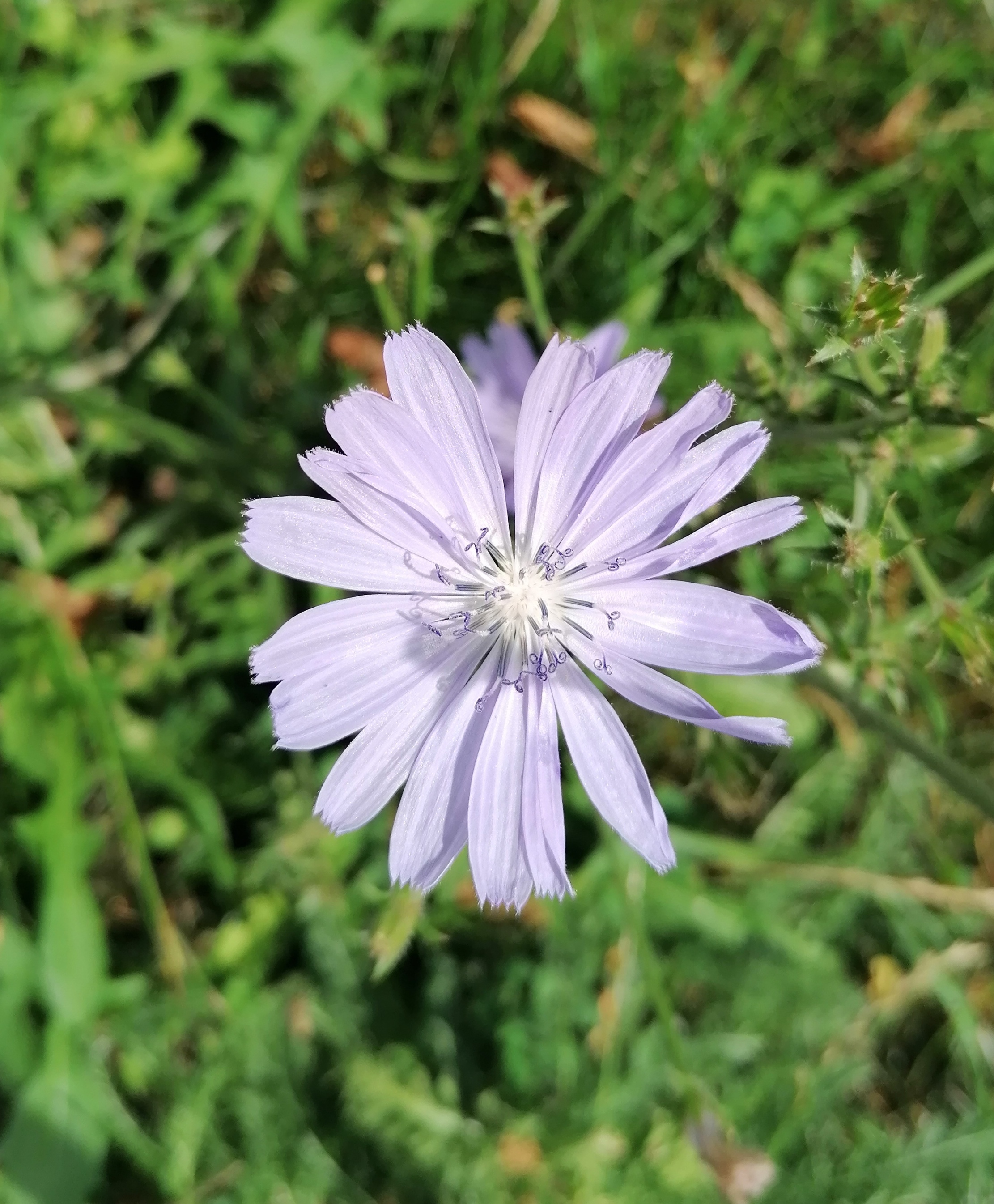 Bachovy esence na míru