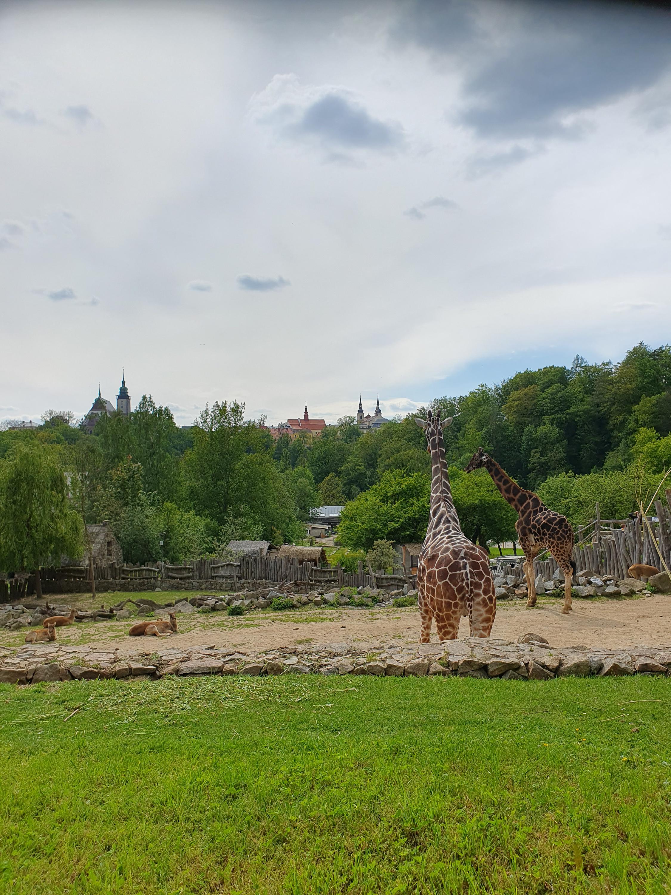 Zoo Jihlava foto 5