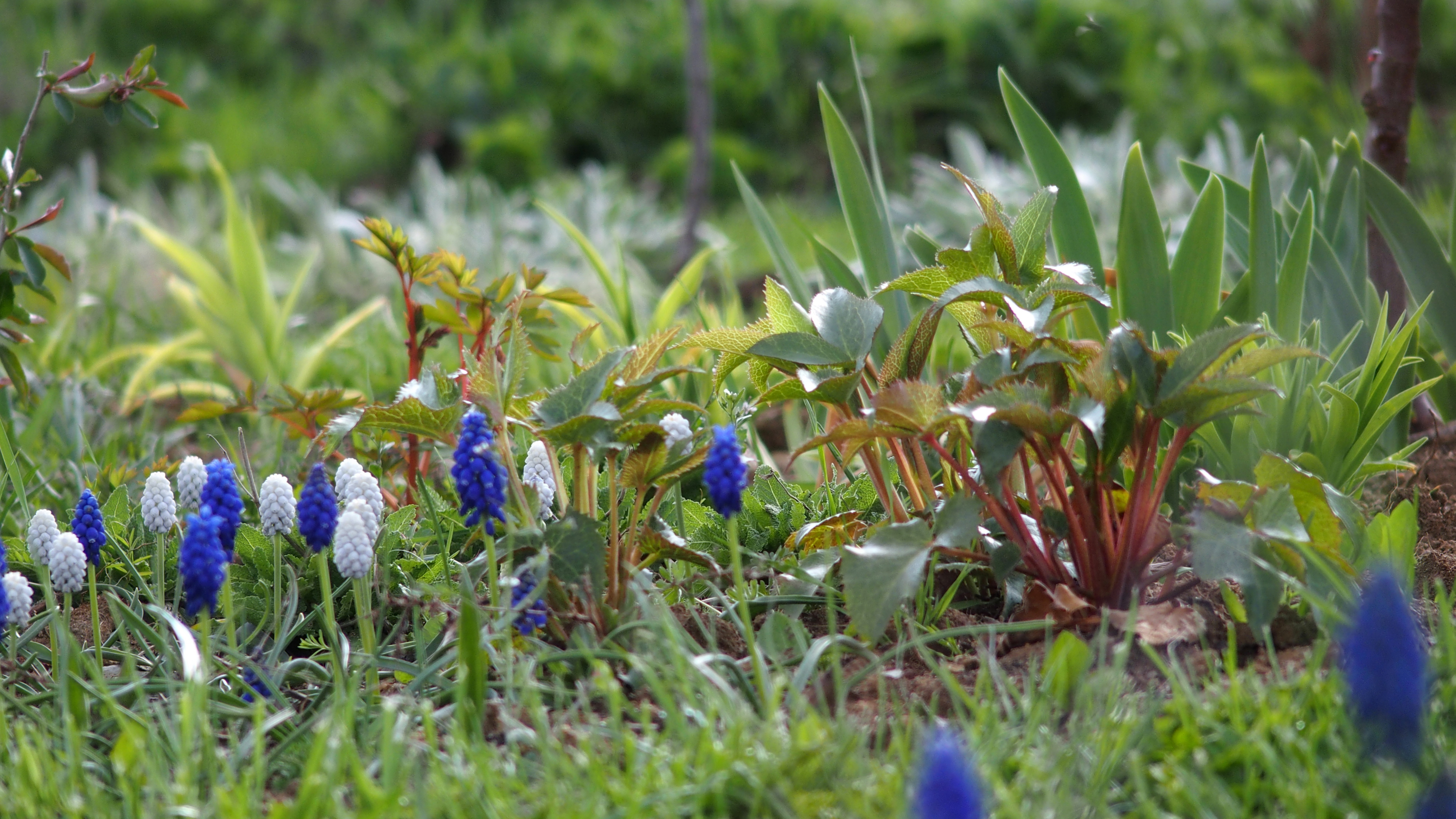 O. Rychnovský, Okolík - zahradník z kopce foto 4