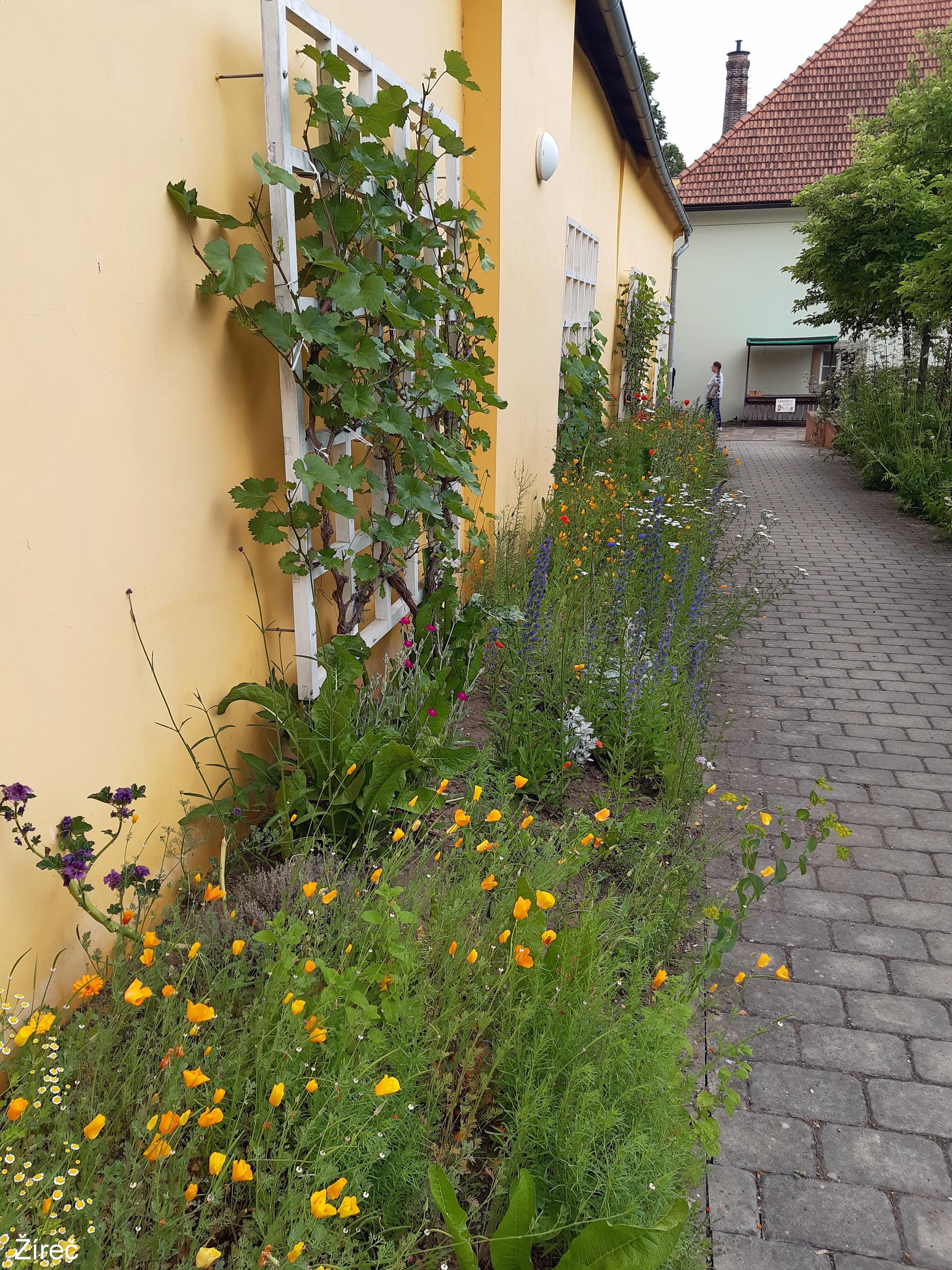 Bylinková zahrada Josefa Kamela foto 5