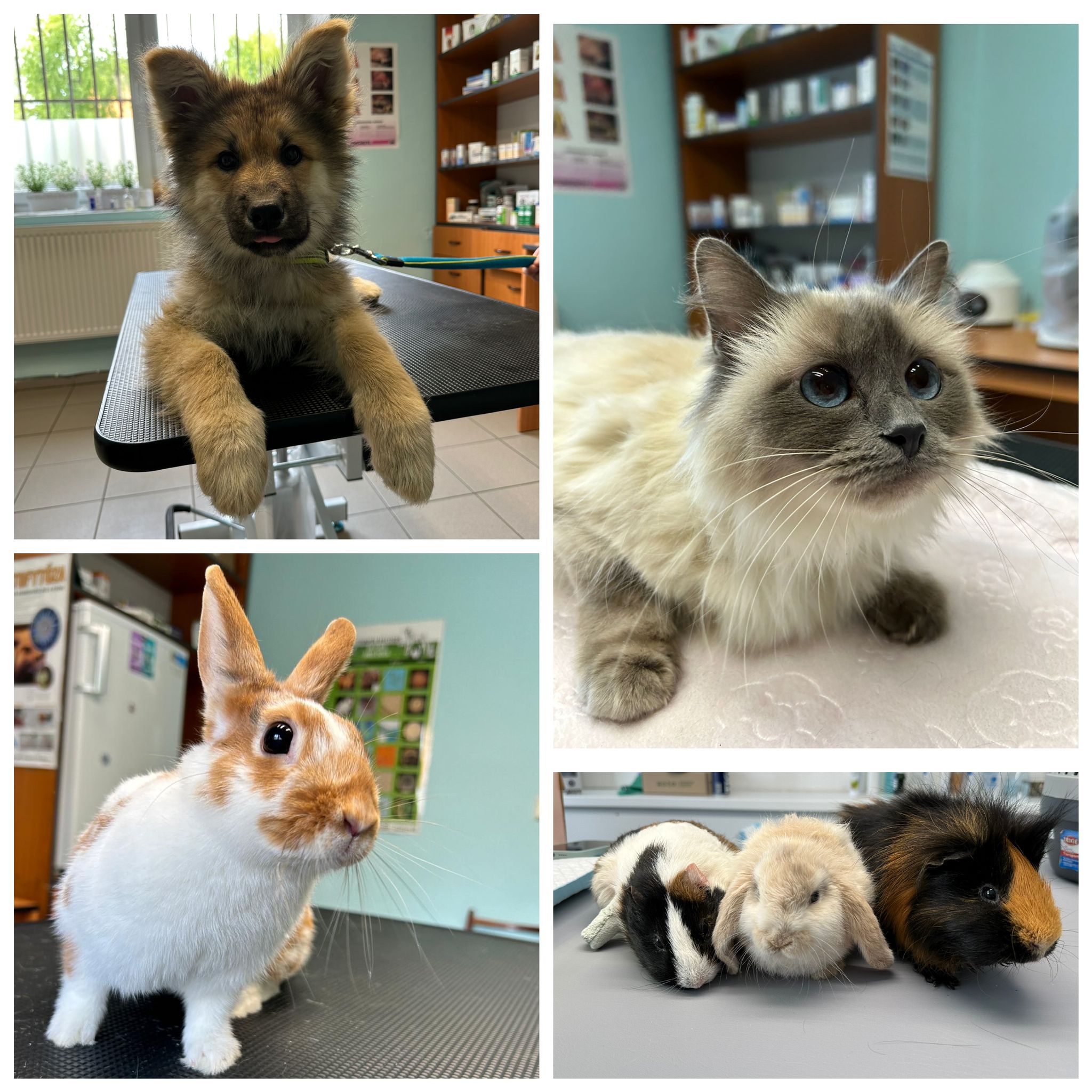 VitalVet s.r.o. - veterinární klinika foto 4