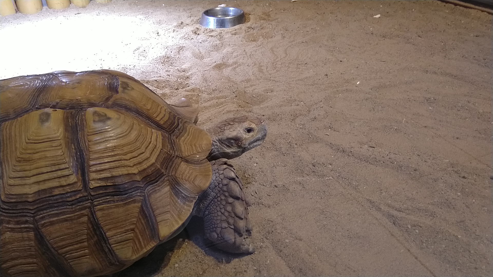 Krokodýlí a želví ZOO Praha foto 5