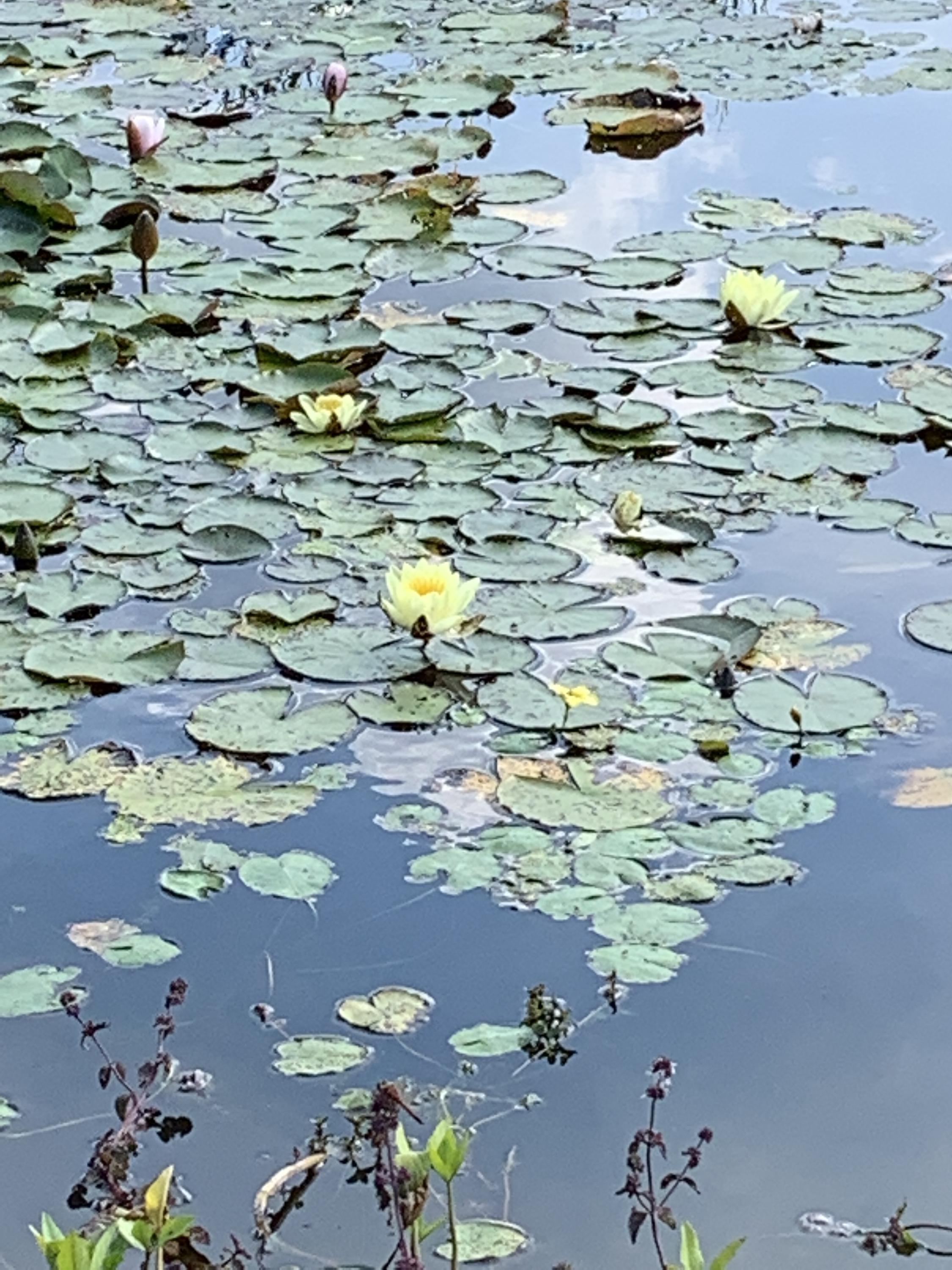 Top Biotop foto 5