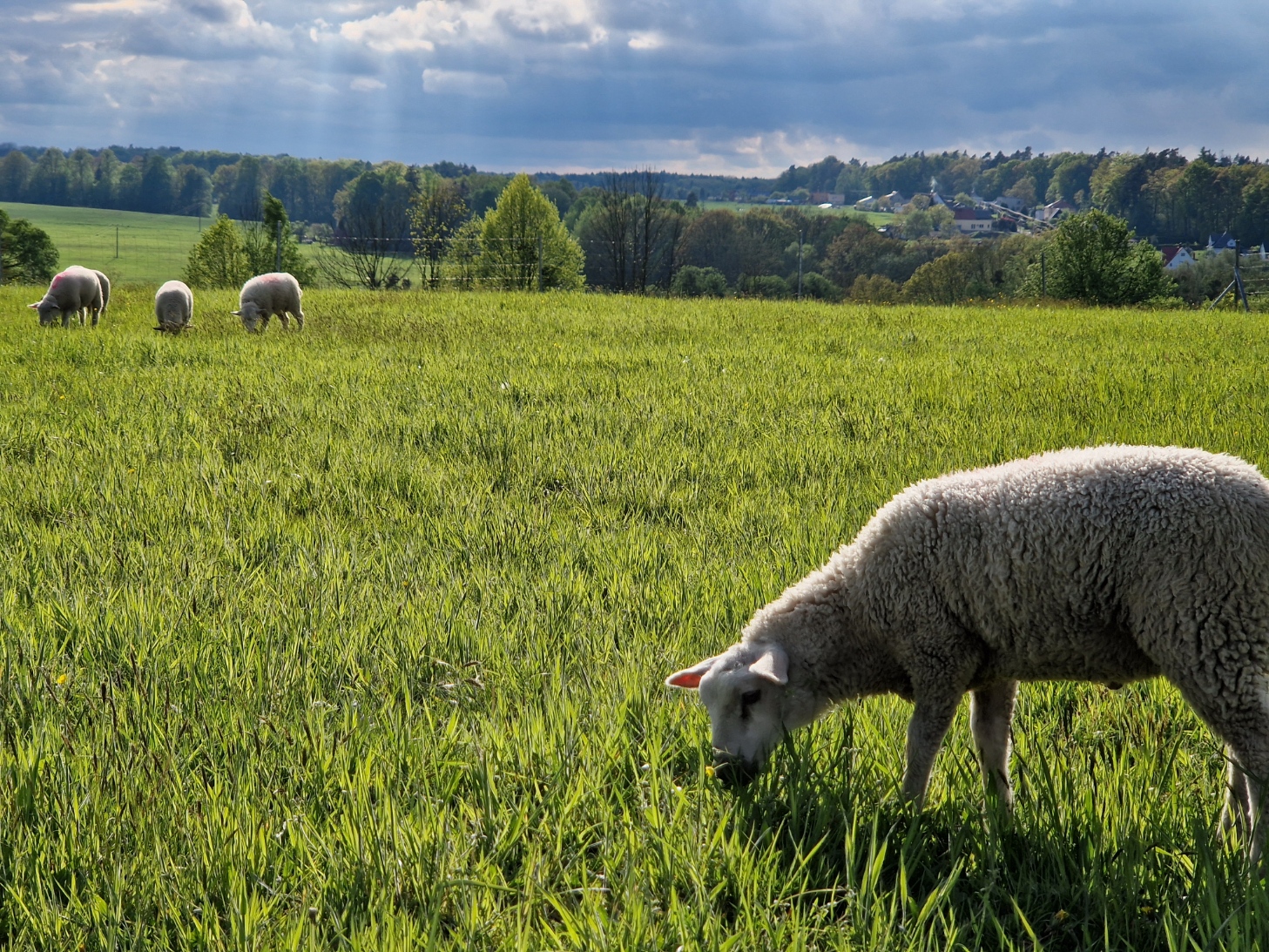 Stellplatz "U oveček" - stání pro obytná auta foto 4