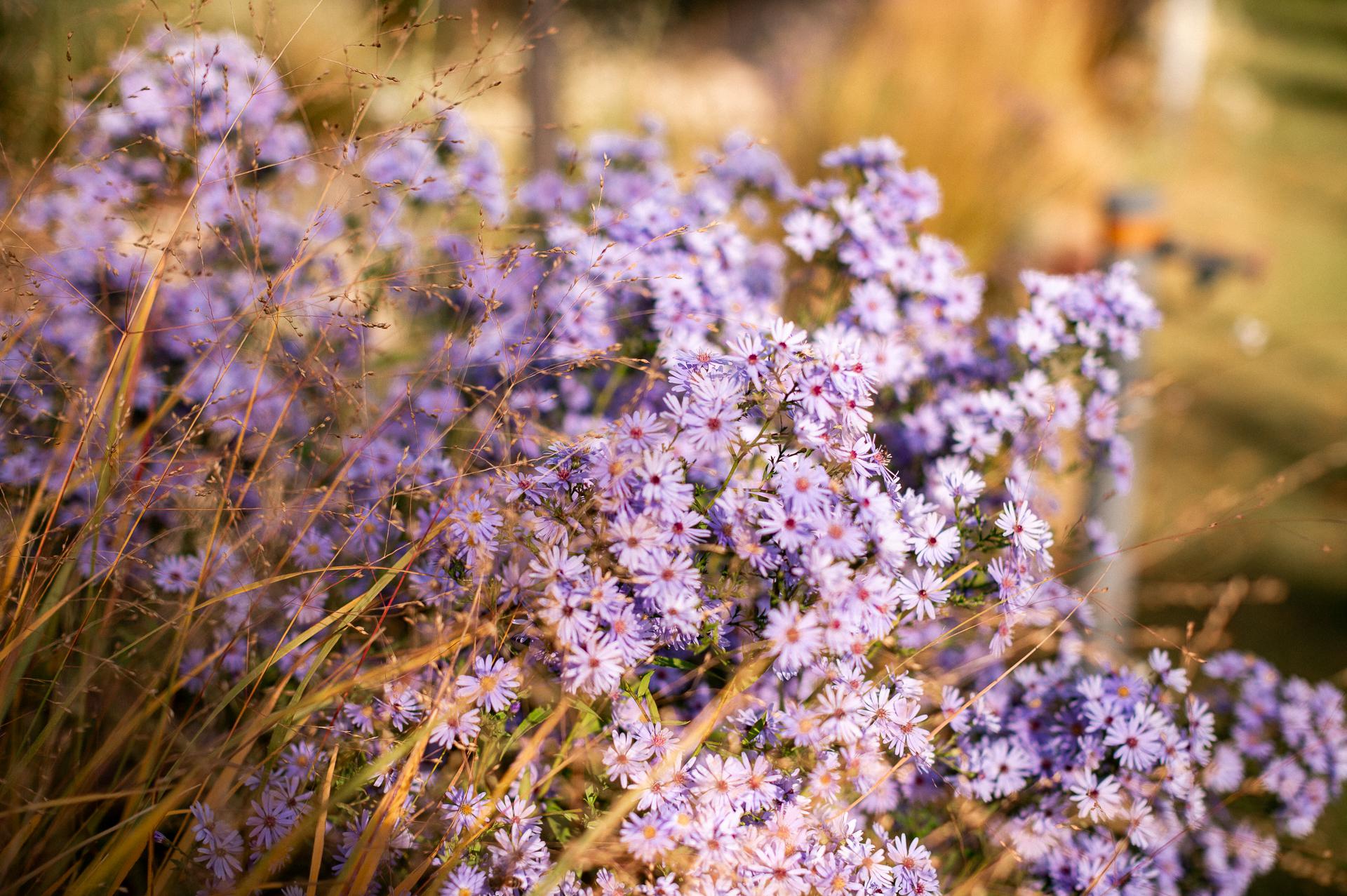 Gardeo - zahradnická společnost Černošice