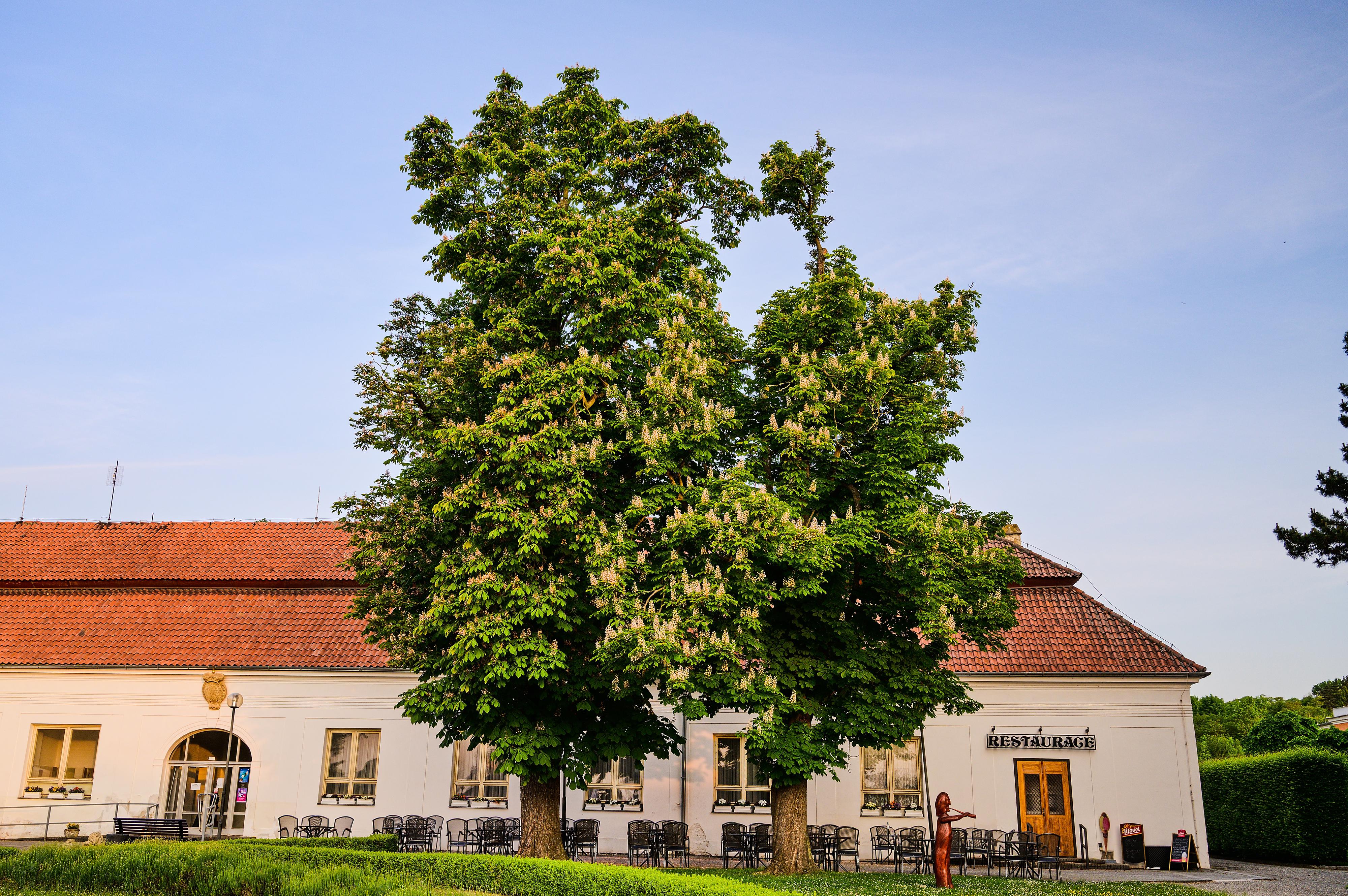 Lázeňská restaurace foto 5