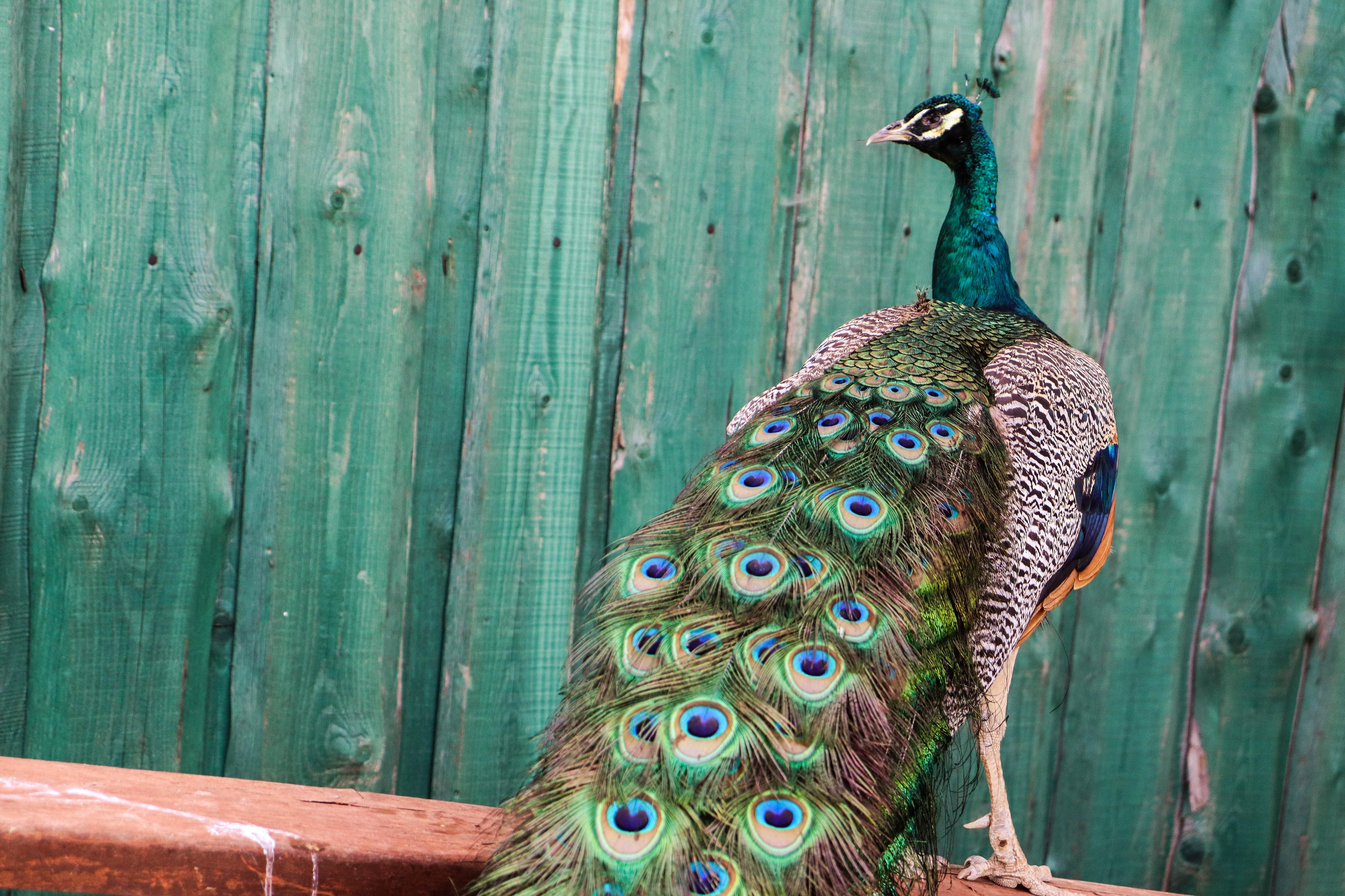 Horečky ranč dětské zoo foto 4