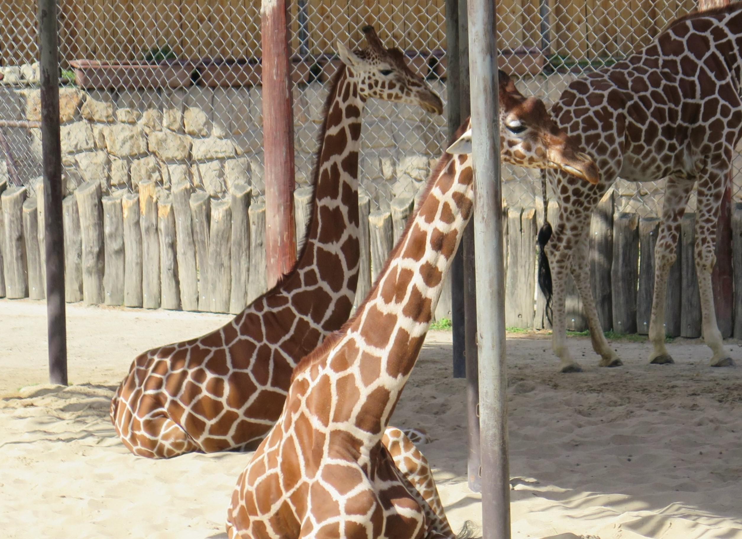 Safari Park Dvůr Králové foto 5