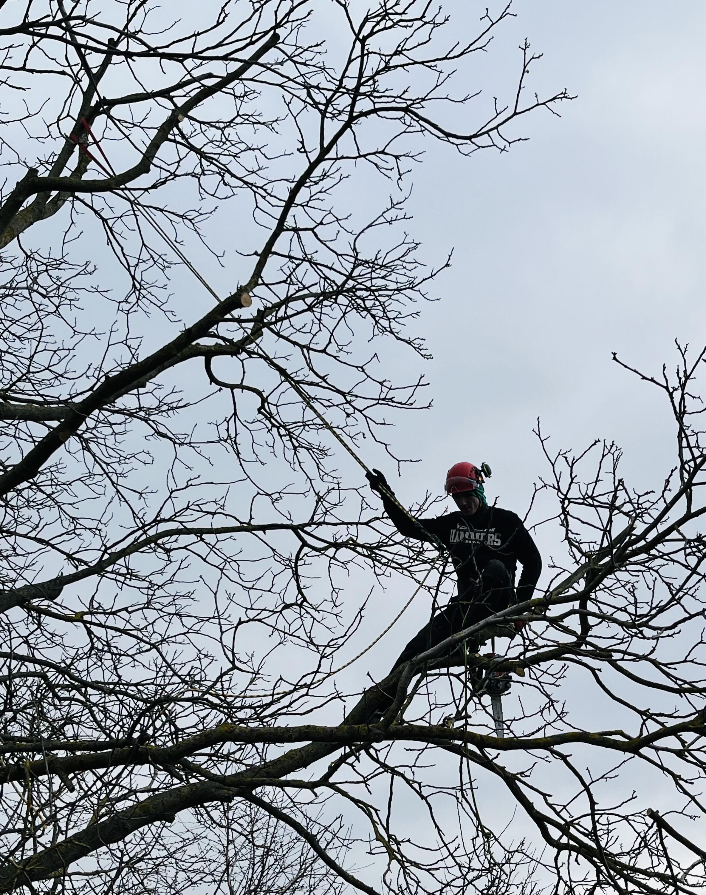 Ing. Lukáš Chramosta - Arboristické služby foto 4