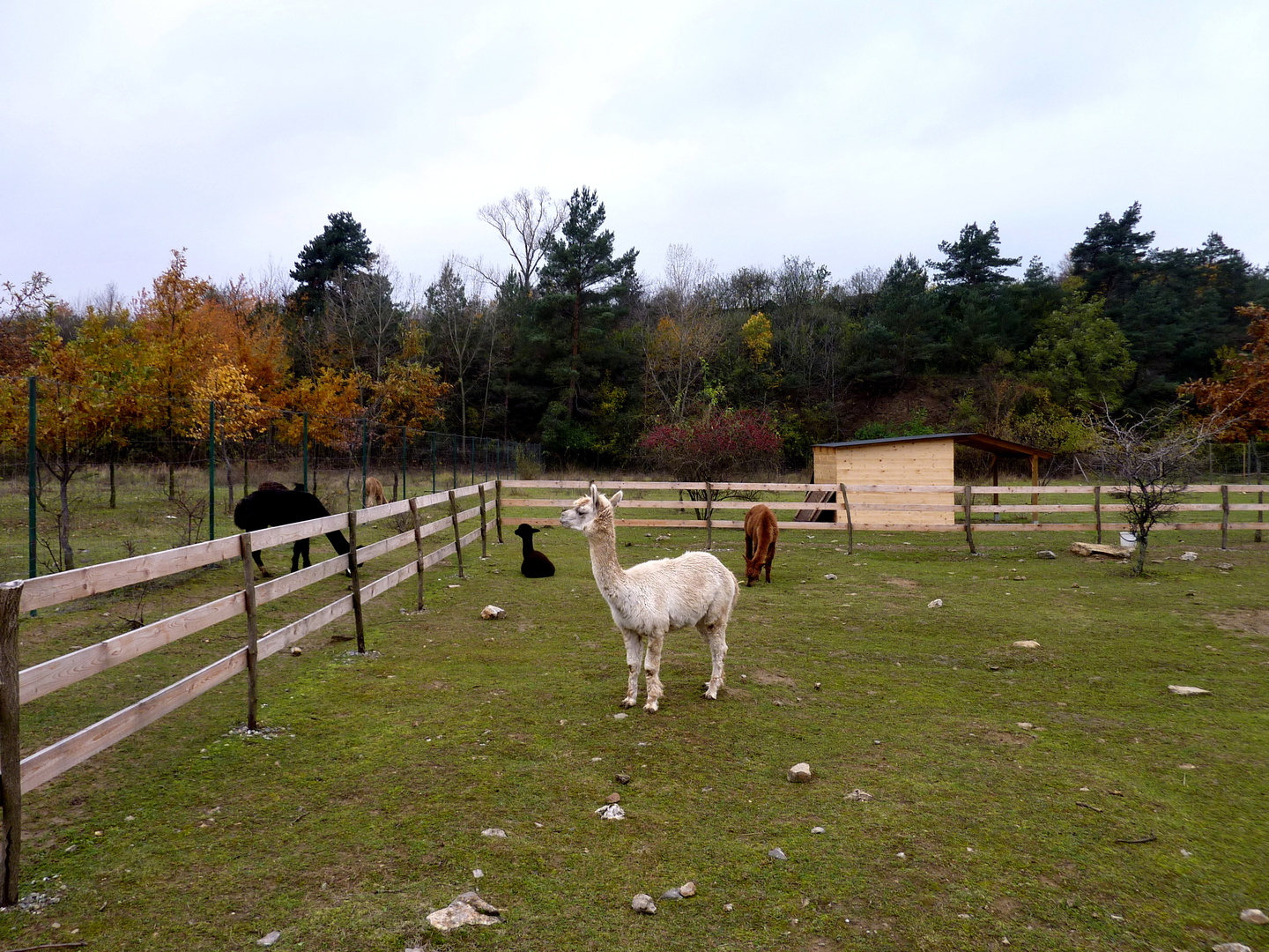 Lamacentrum Hády foto 4