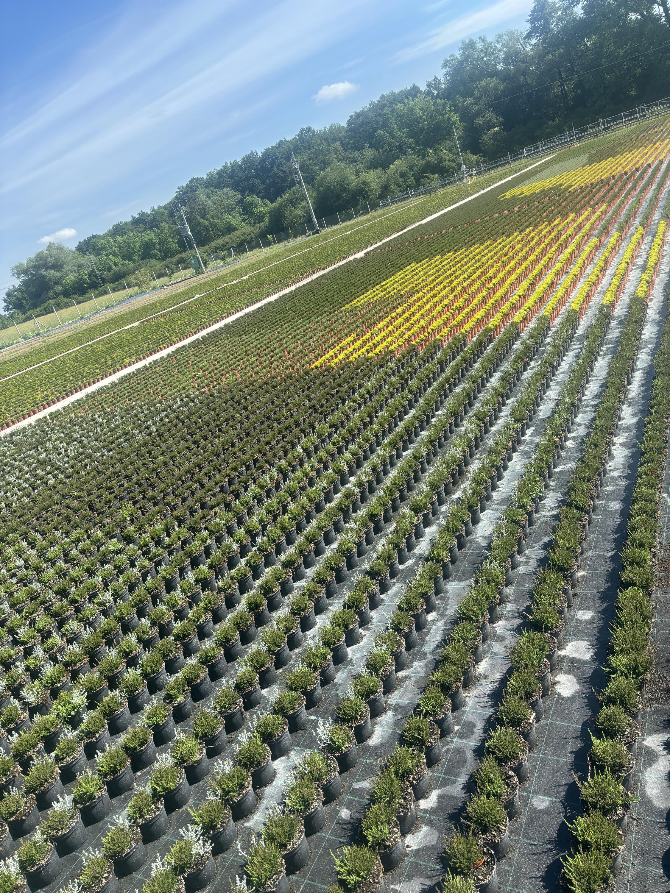 Zahradnictví Čápovi foto 2