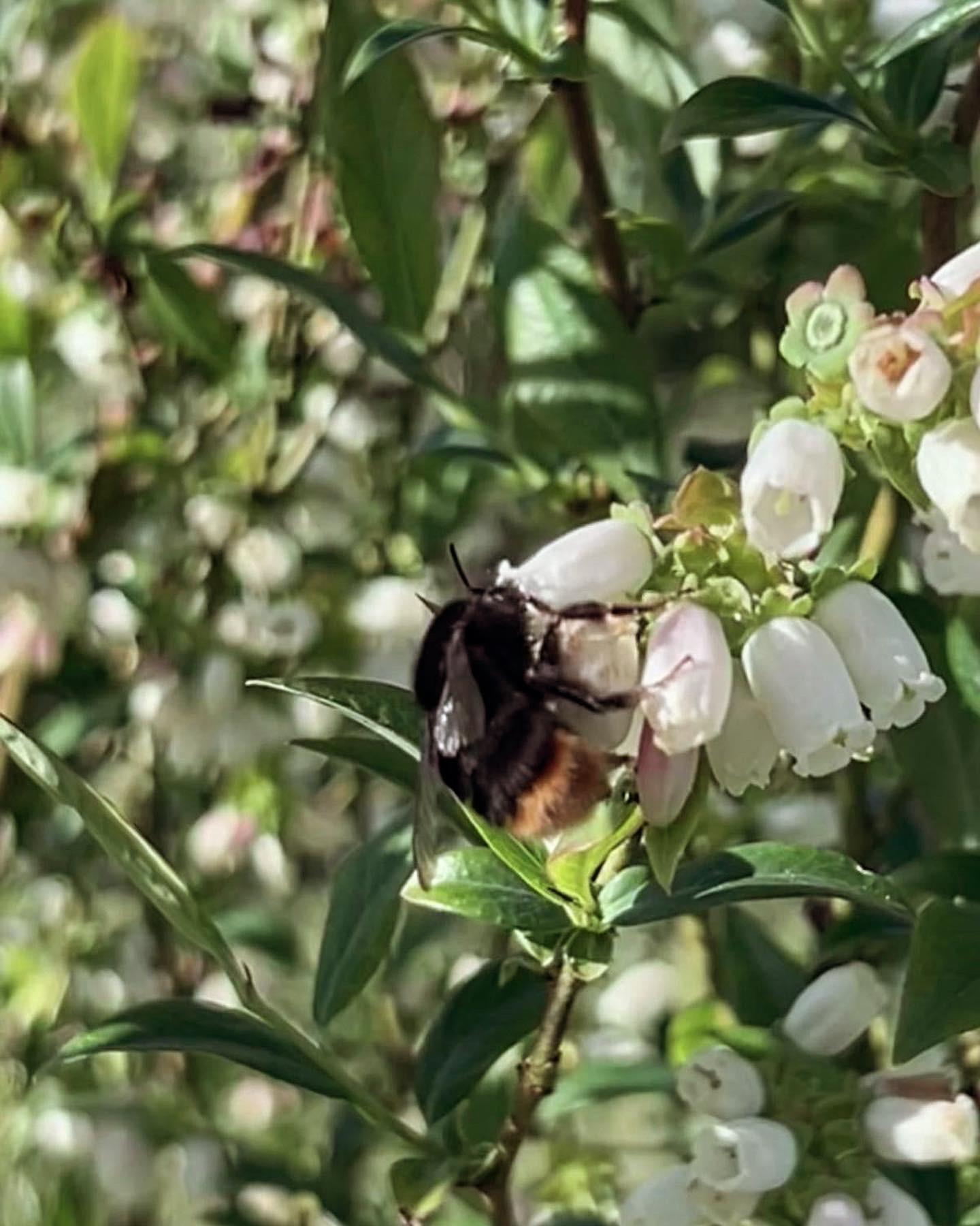 Borůvky Libá foto 2