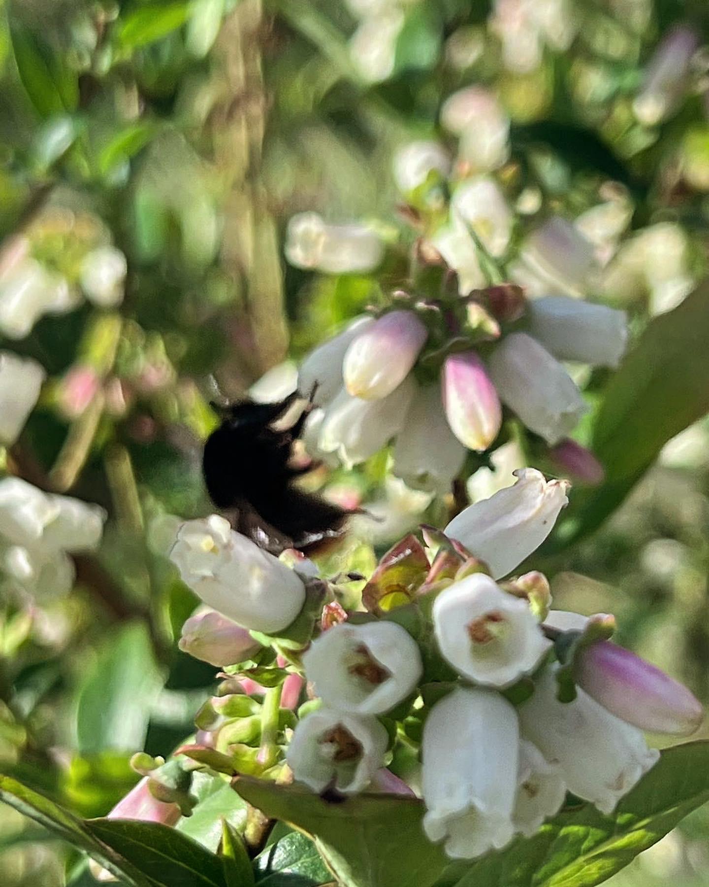 Borůvky Libá foto 1