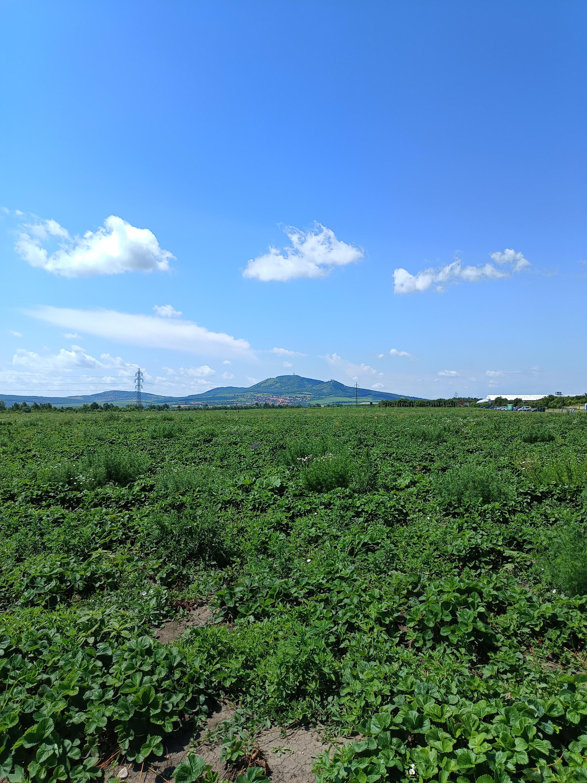 Jahody Šakvice foto 3