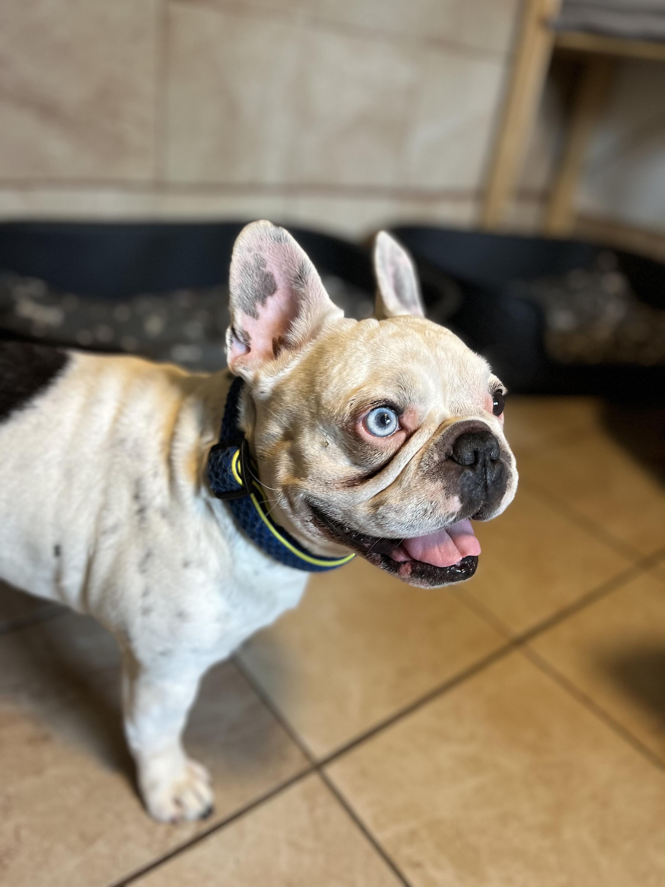 Psí hotel a školka Doghouse Rychvald foto 2