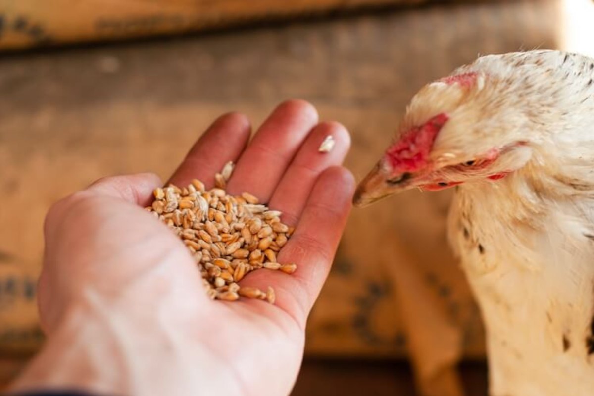 Prodej krmných směsí Karel Žižka