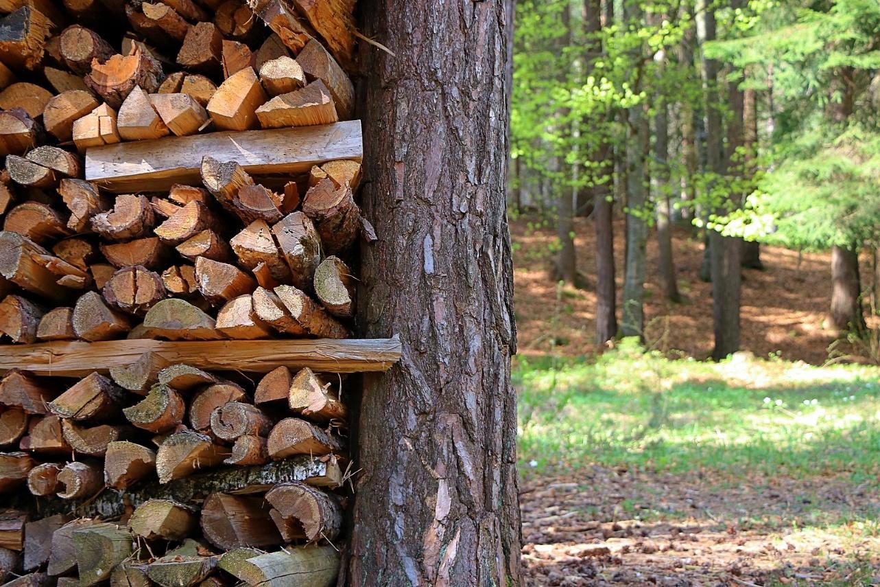 Stromy - Hrádek nad Nisou