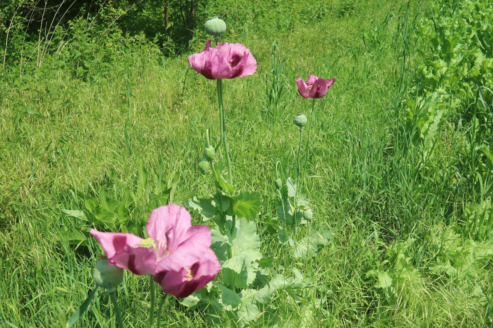 KPZ - Mgr. Michael Pondělíček foto 1