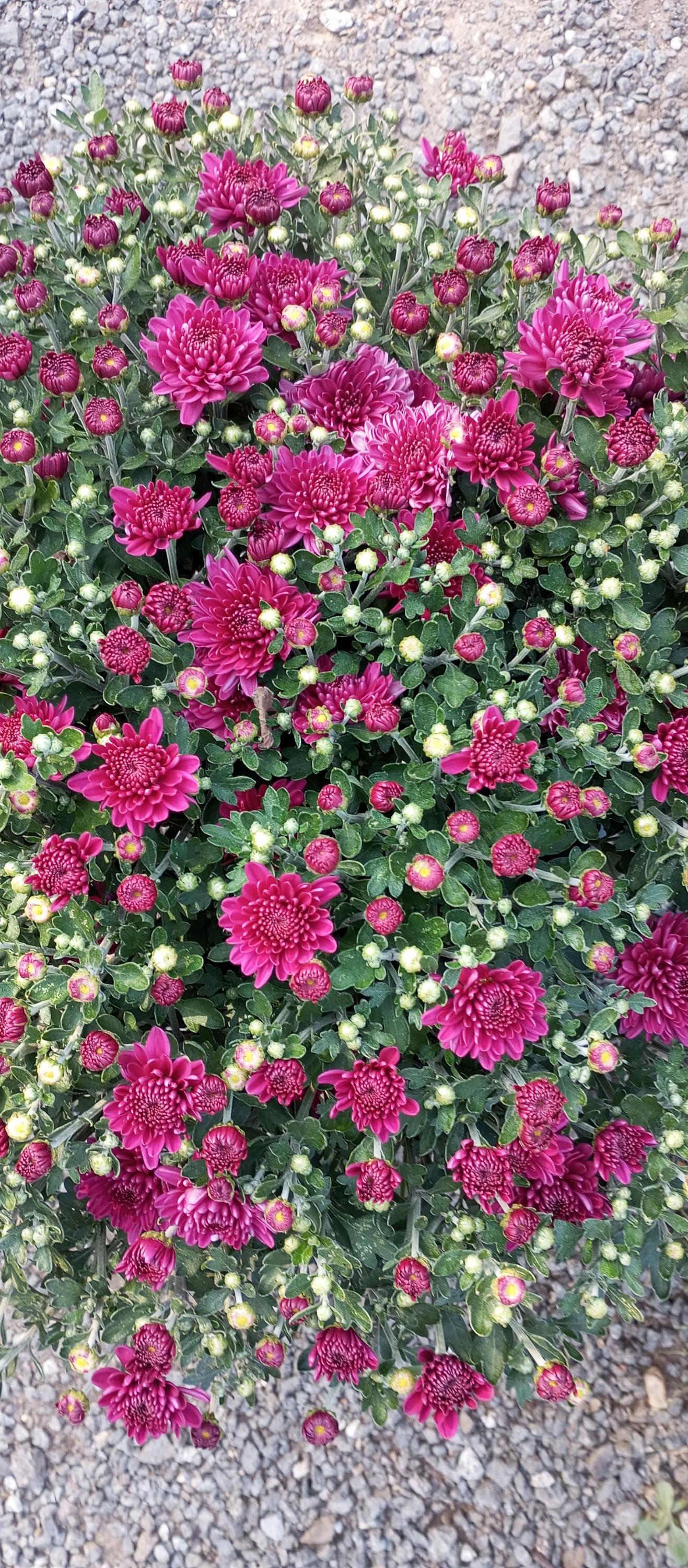 Zahradnictví Na Sušárně foto 6