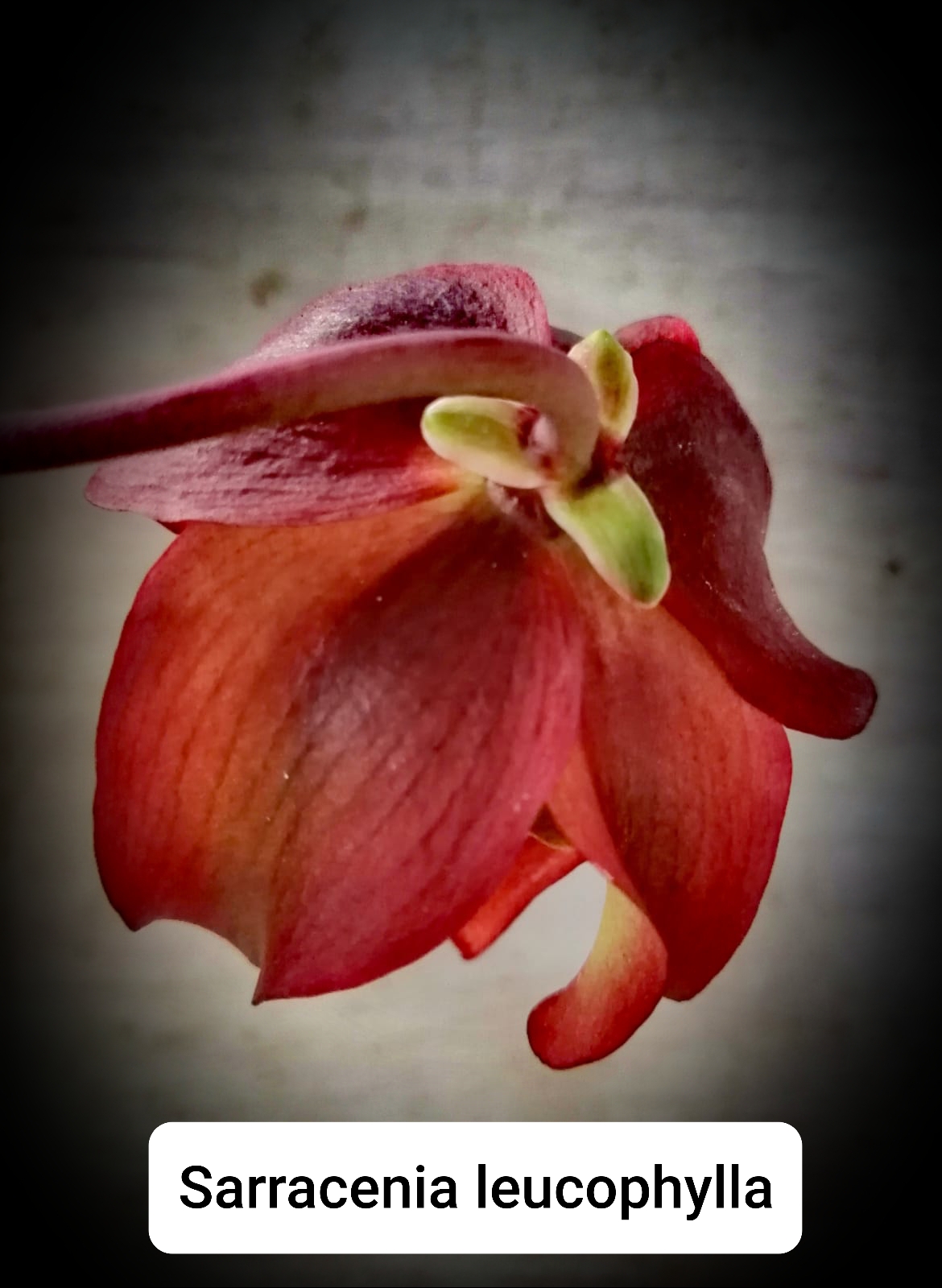 FYTO REIDL - Masožravé rostliny foto 6