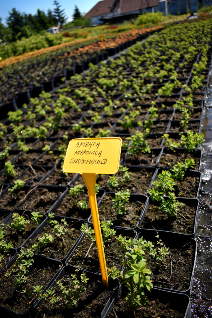 Okrasná školka Záříčí s.r.o. foto 5