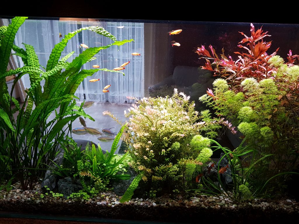Pěkné akvárium