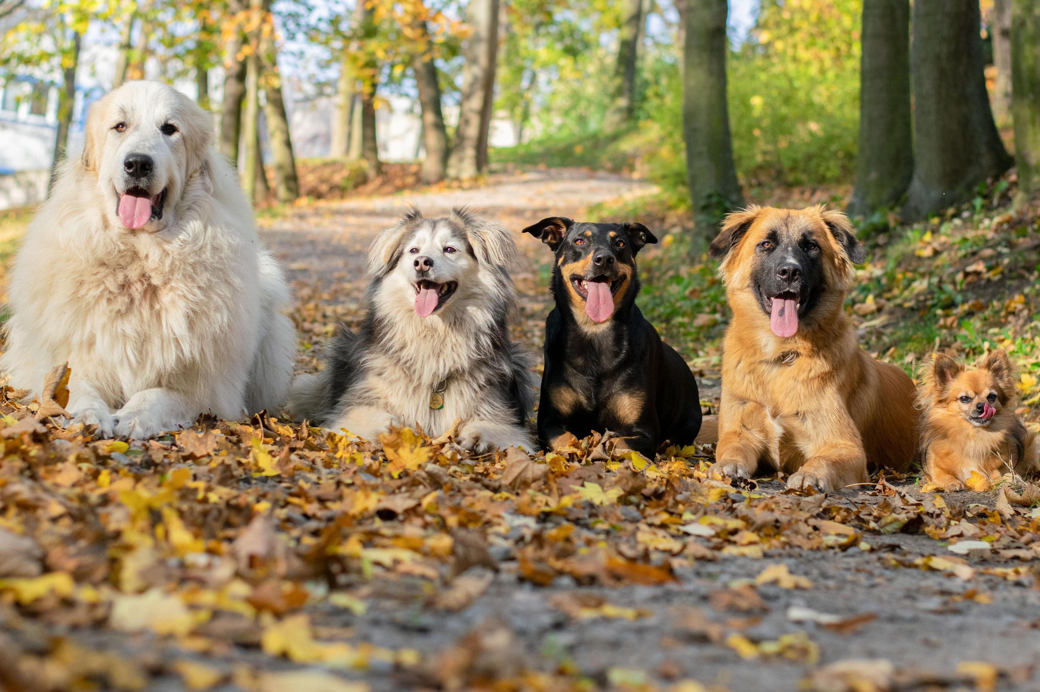 Psí školička ŠA-GA