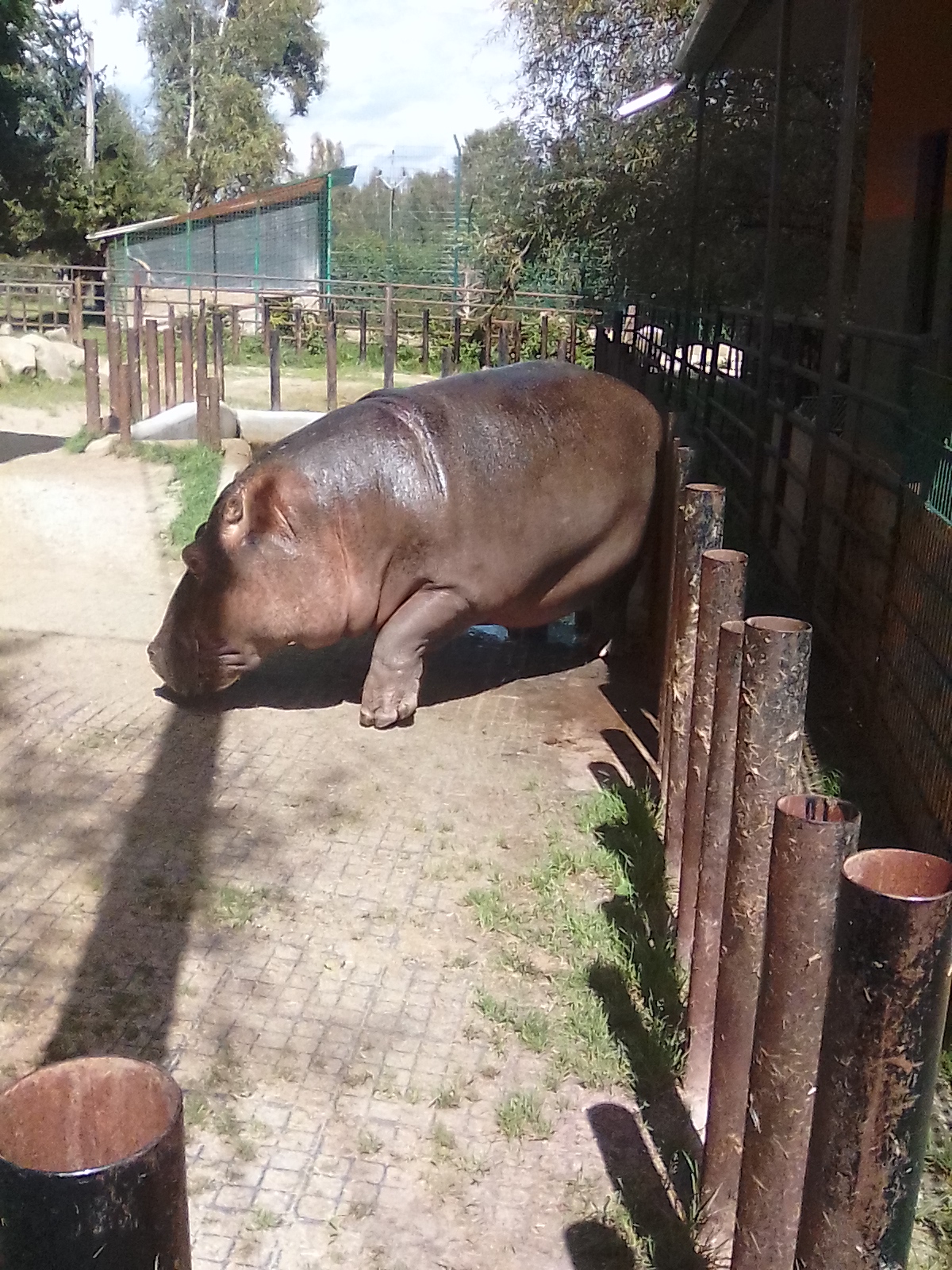 Hospůdka U krokodýla foto 3