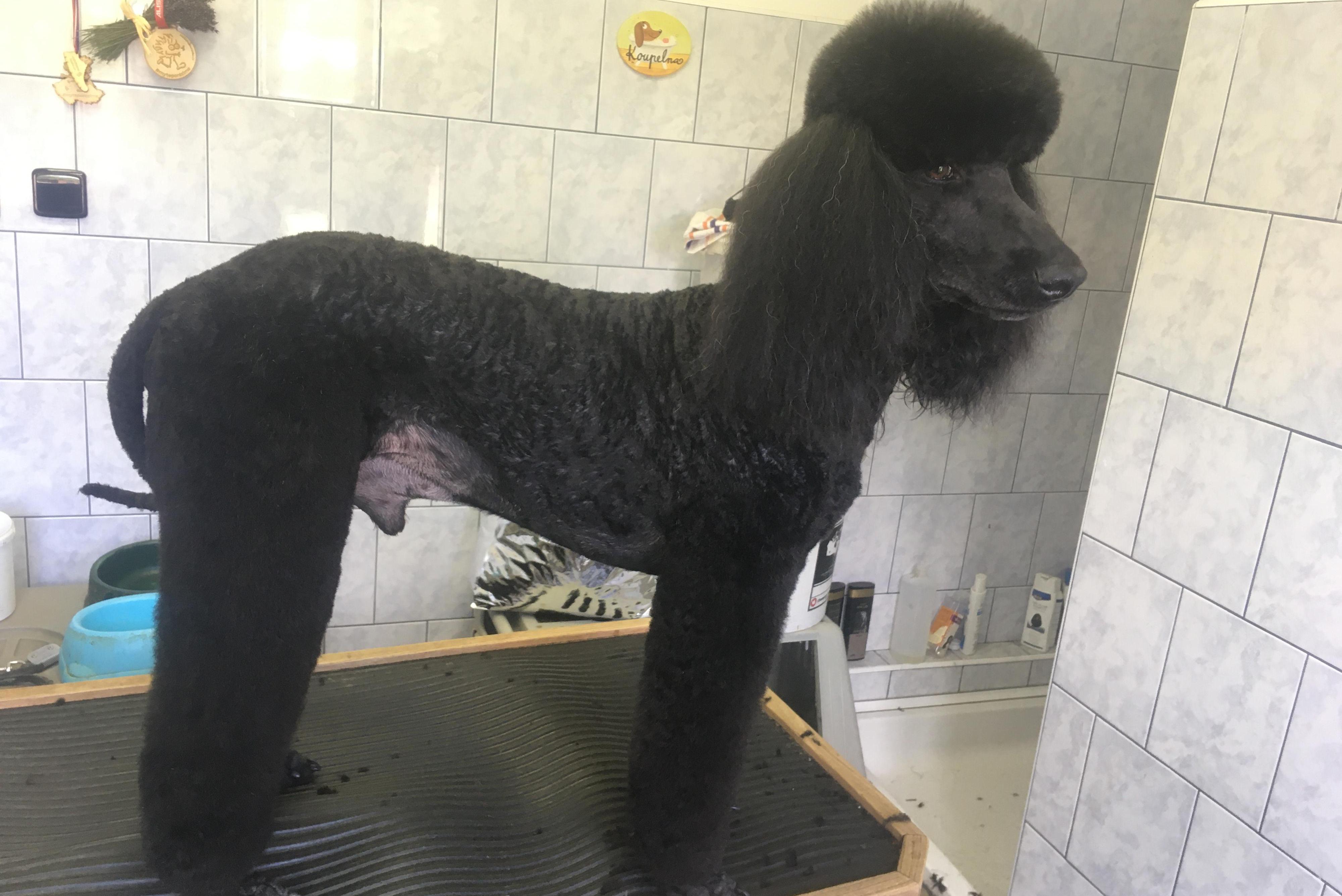 Stříhání psů - Eva Ráczová