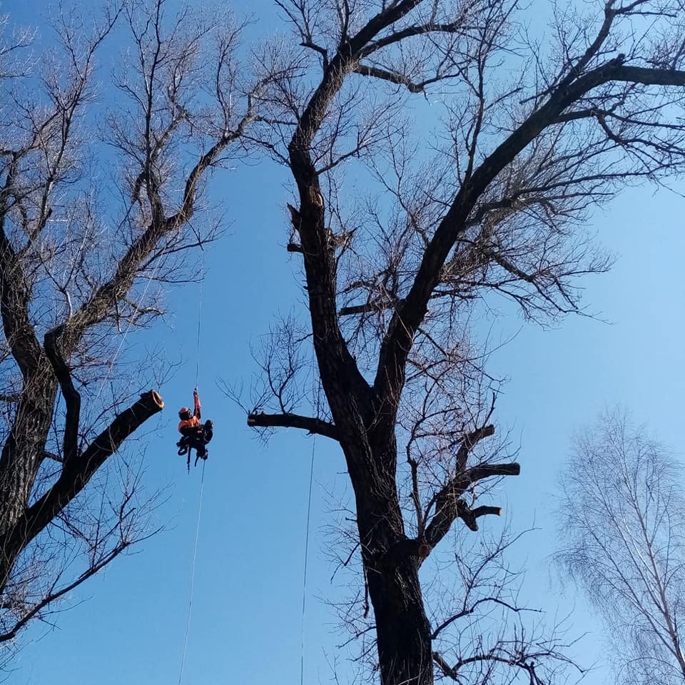 Na stromy i domy foto 3