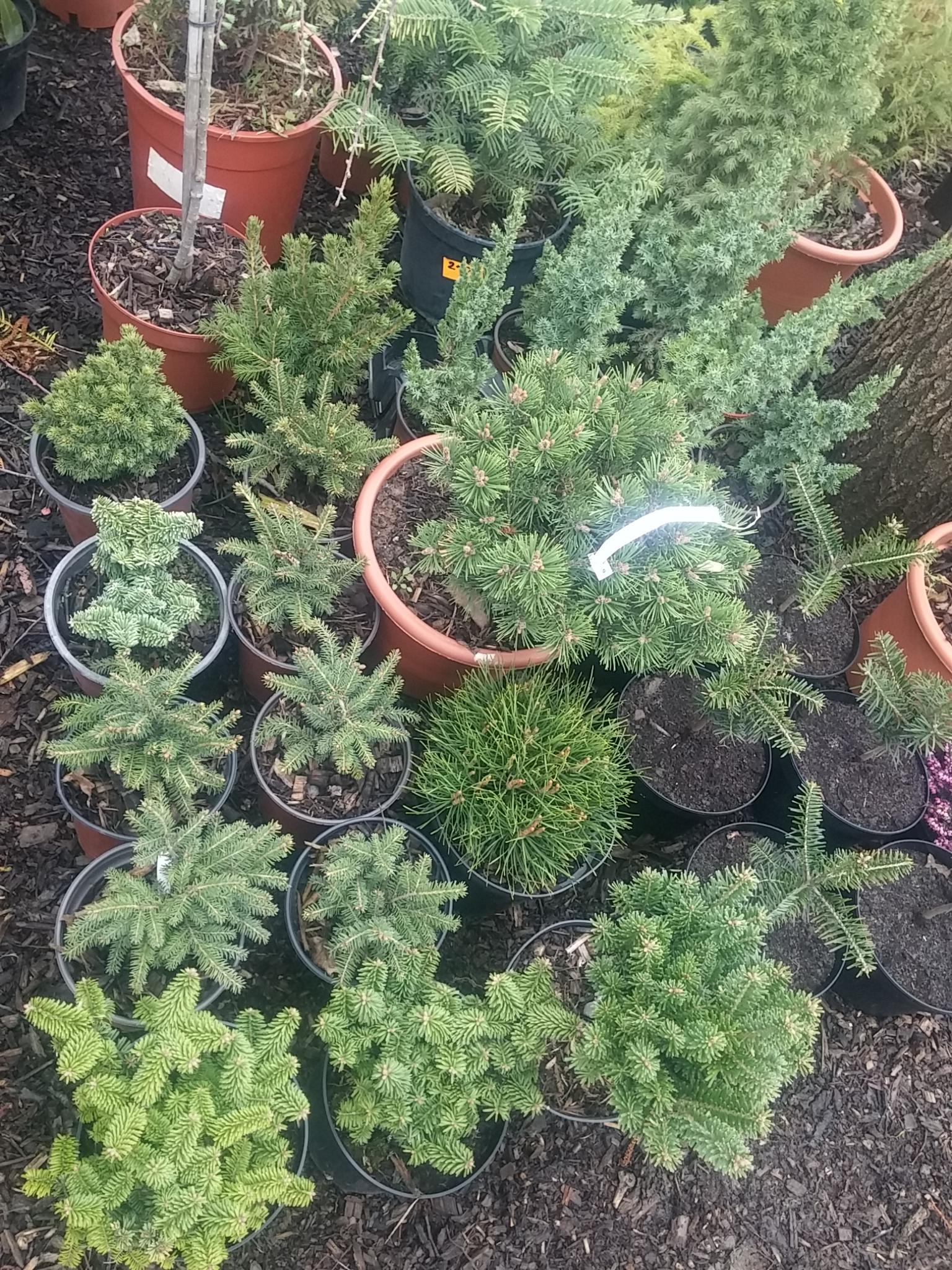 Zahradnictví Smrček a Borovička foto 3