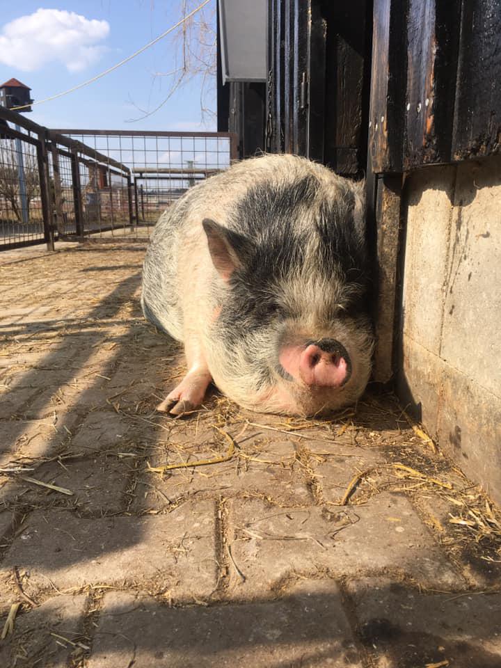 Babiččin statek foto 3